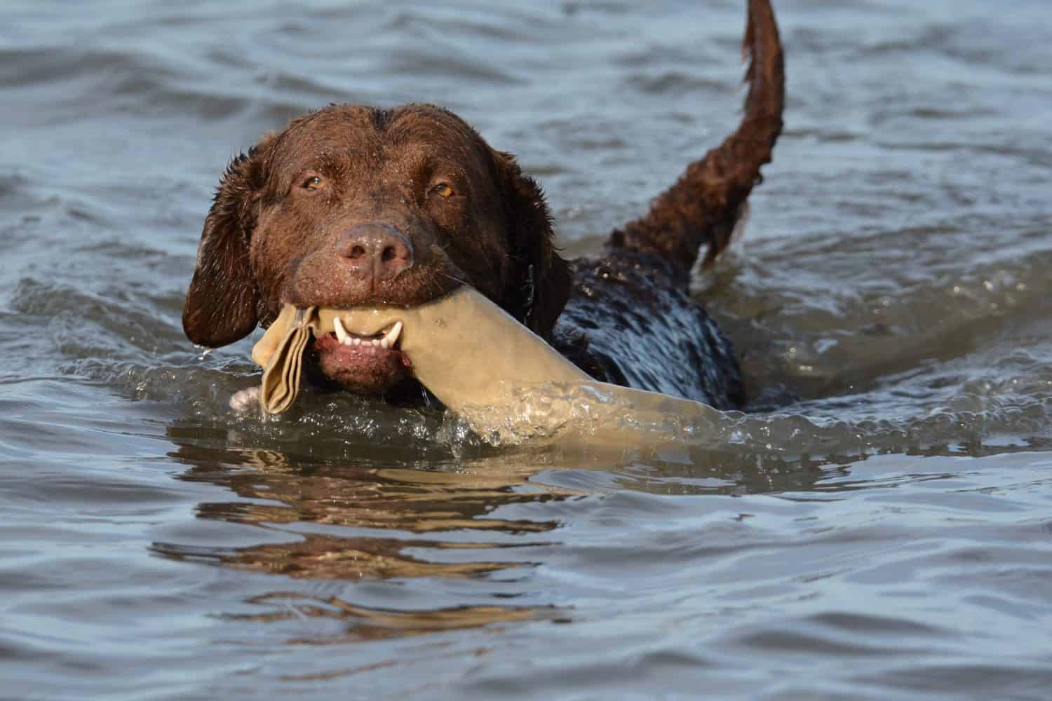 1500x1000 Chesapeake Bay Retriever Animal Picture. A Z Animals