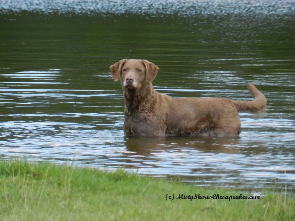 1024x768 Cheapeake Bay Retriever