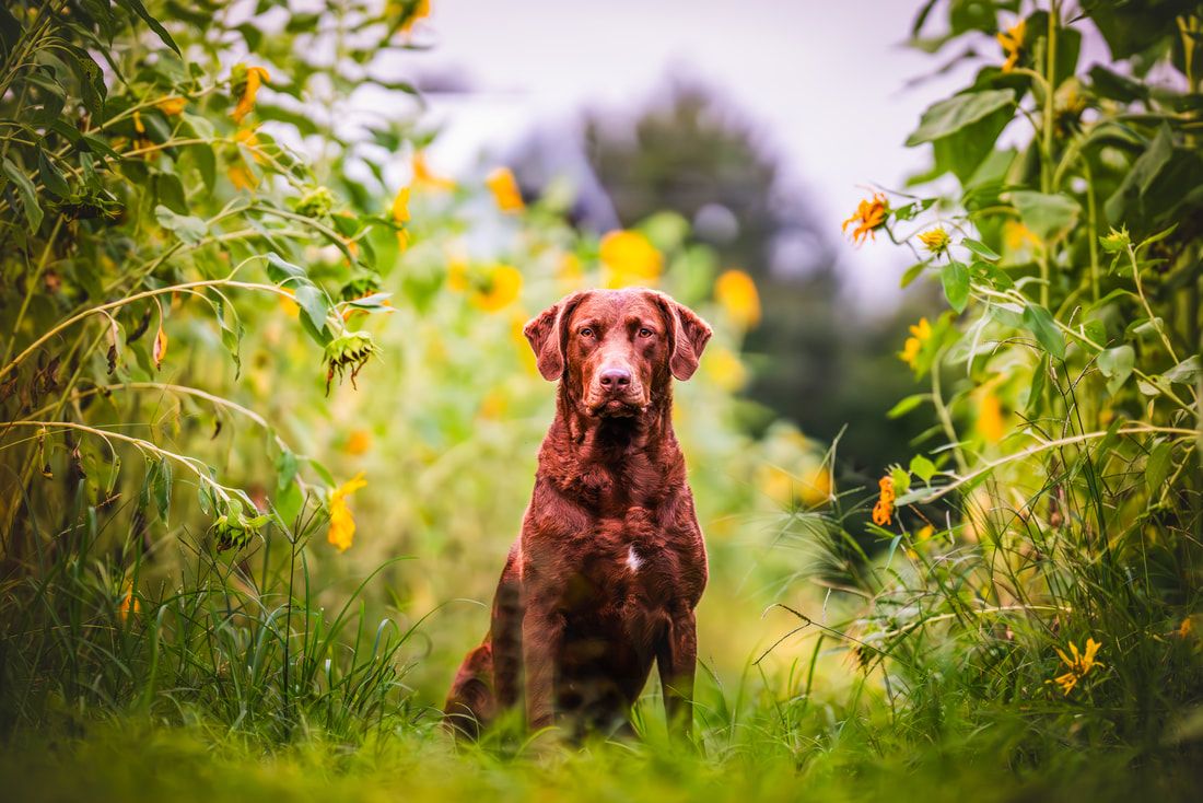 1100x734 Chesapeake Bay Retrievers