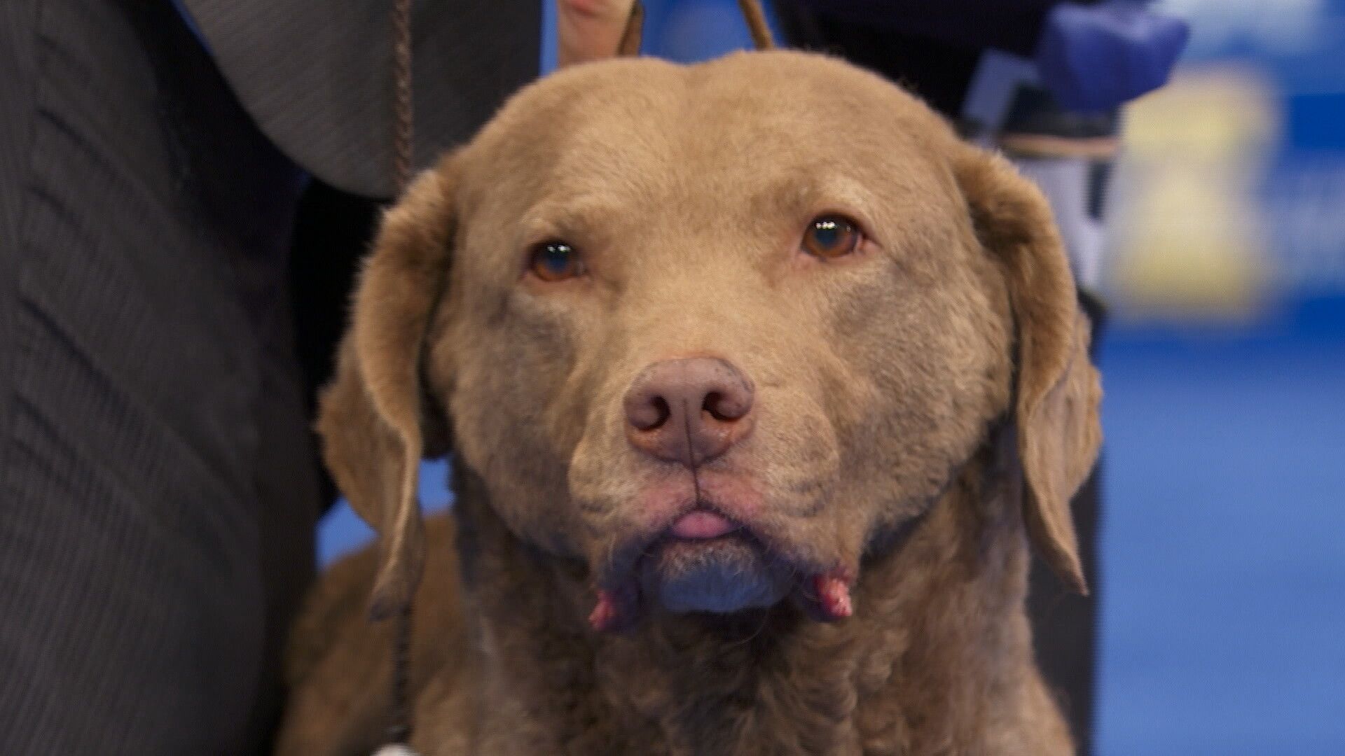 1920x1080 NDS: Chesapeake Bay Retriever