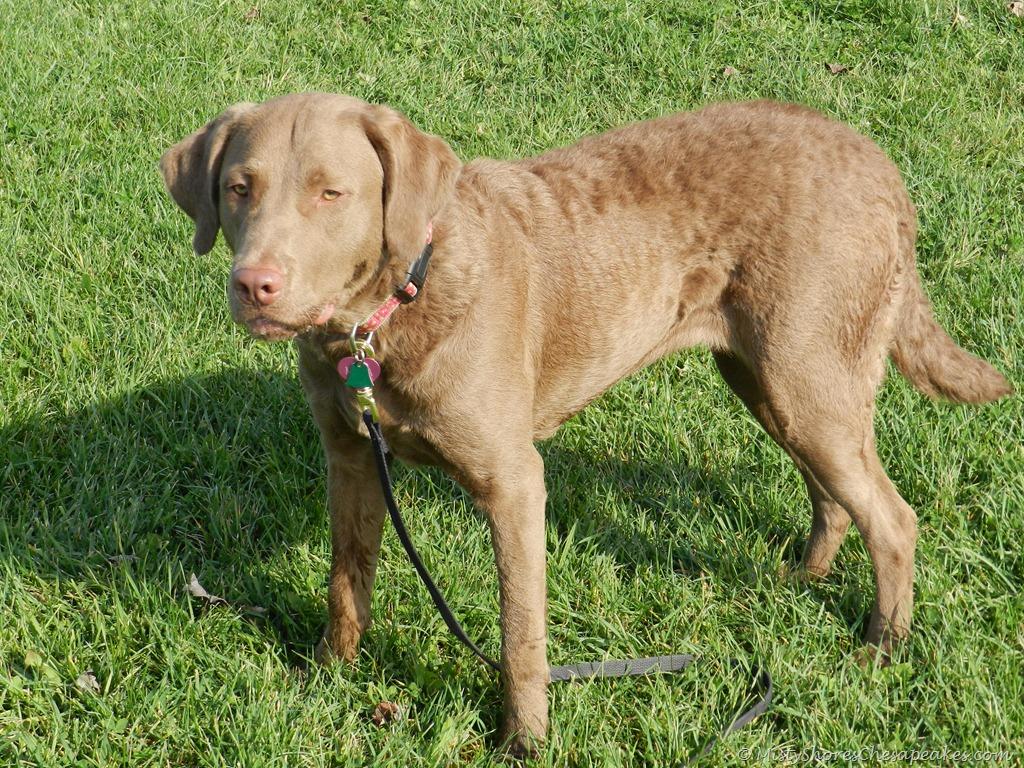 1024x768 Chesapeake Bay Retriever Wallpaper