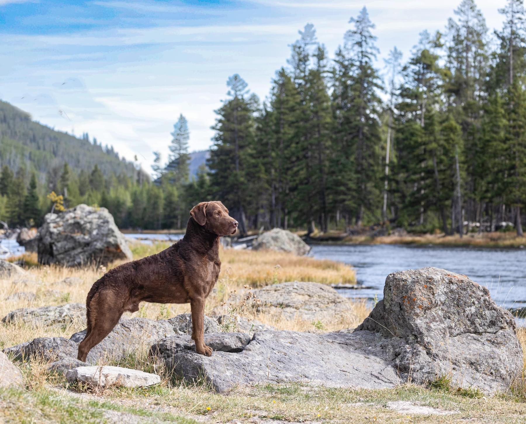 1800x1452 Chesapeake Bay Retrievers