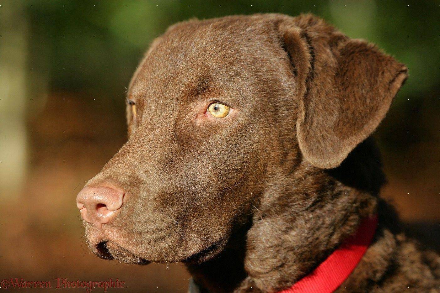 1402x935 Chesapeake Bay Retriever Wallpaper