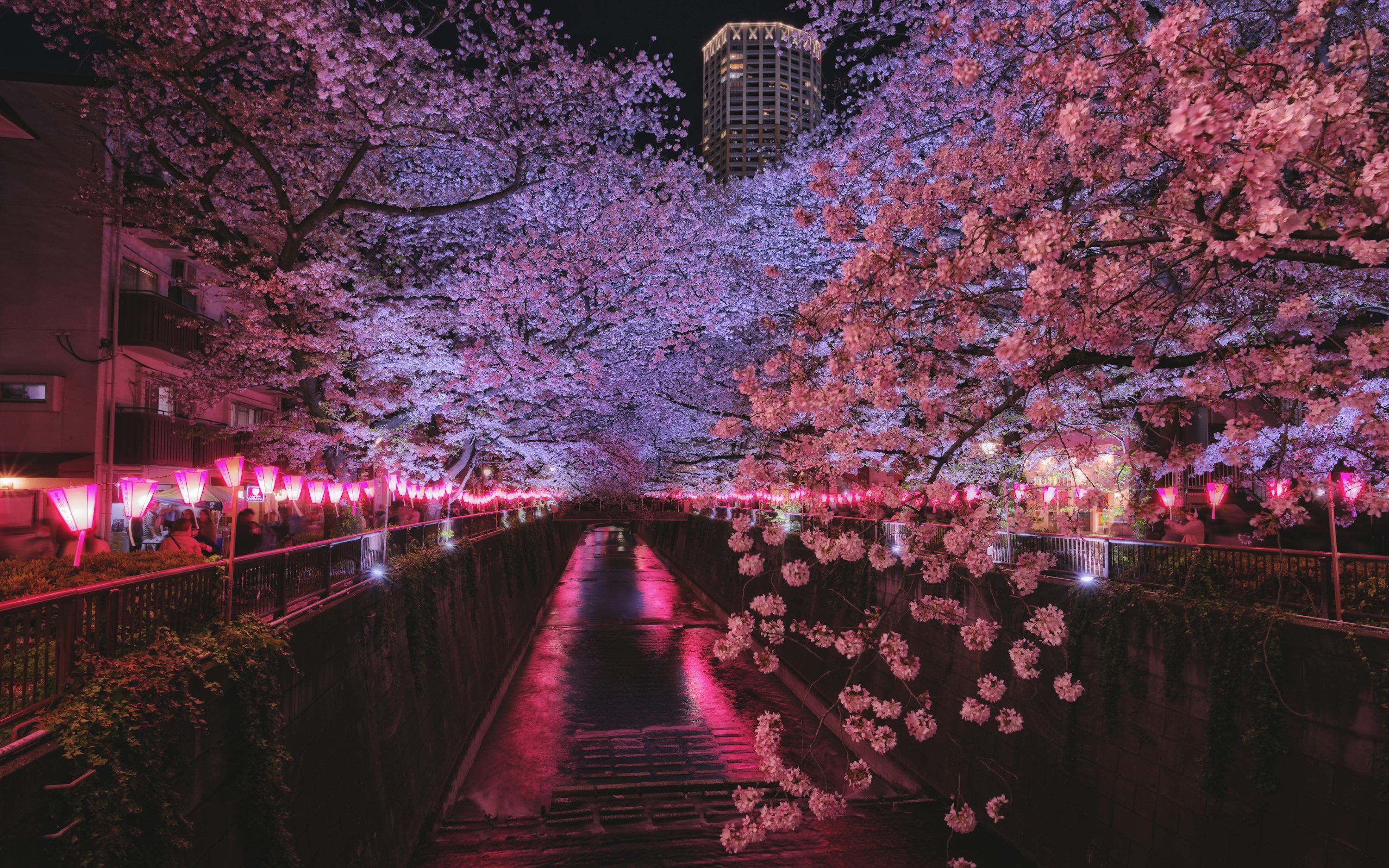 3000x1875 Cherry blossoms light up a river at night. photo
