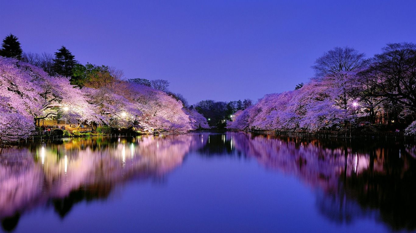 1366x768 Japan Night Scenery HD Photo Wallpaper