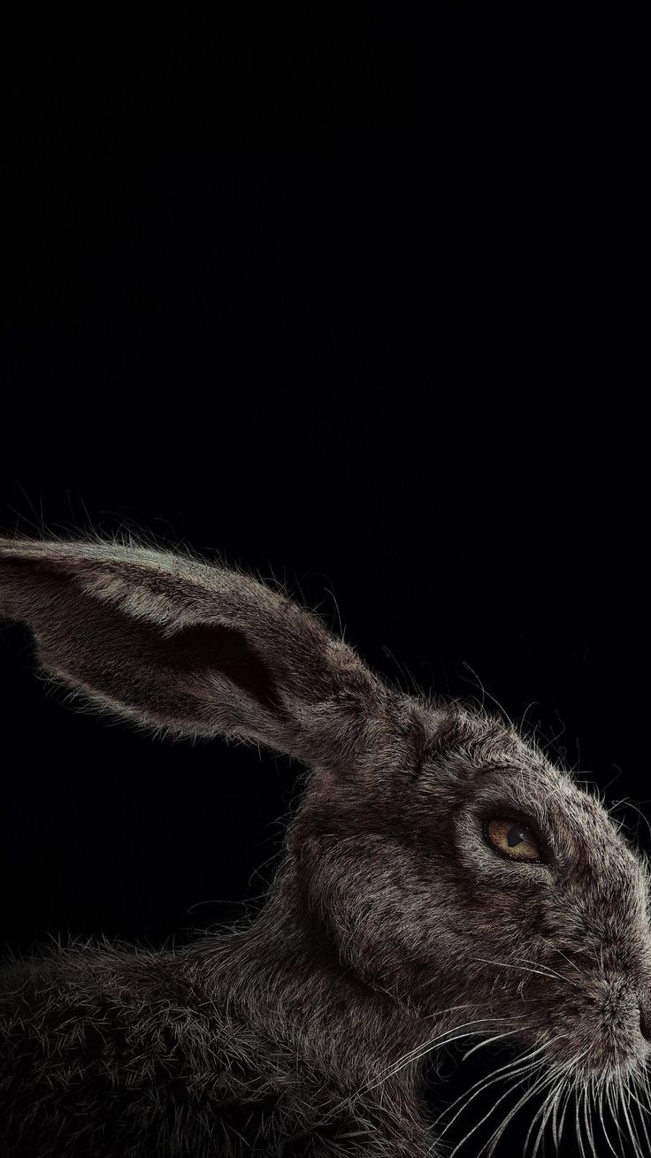 736x1309 The Witch (2015) Phone Wallpaper