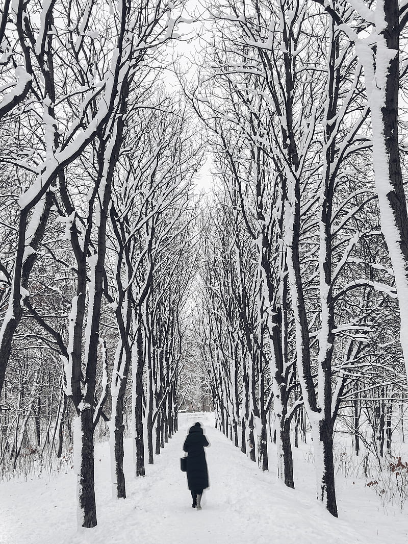 800x1066 HD winter tree sad wallpaper
