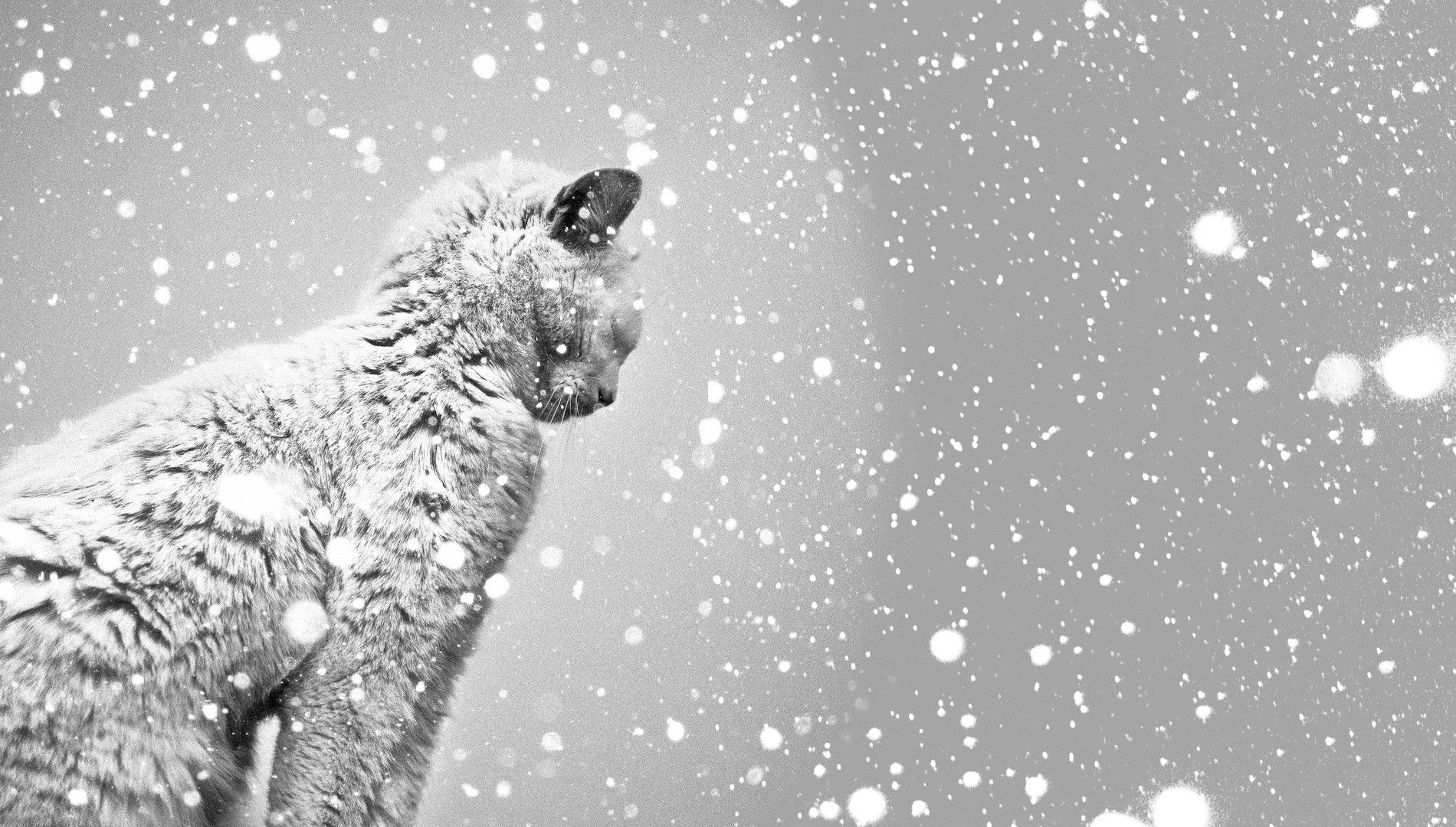 1900x1080 Winter Whispers: Snow Covered Cat HD Wallpaperx1080