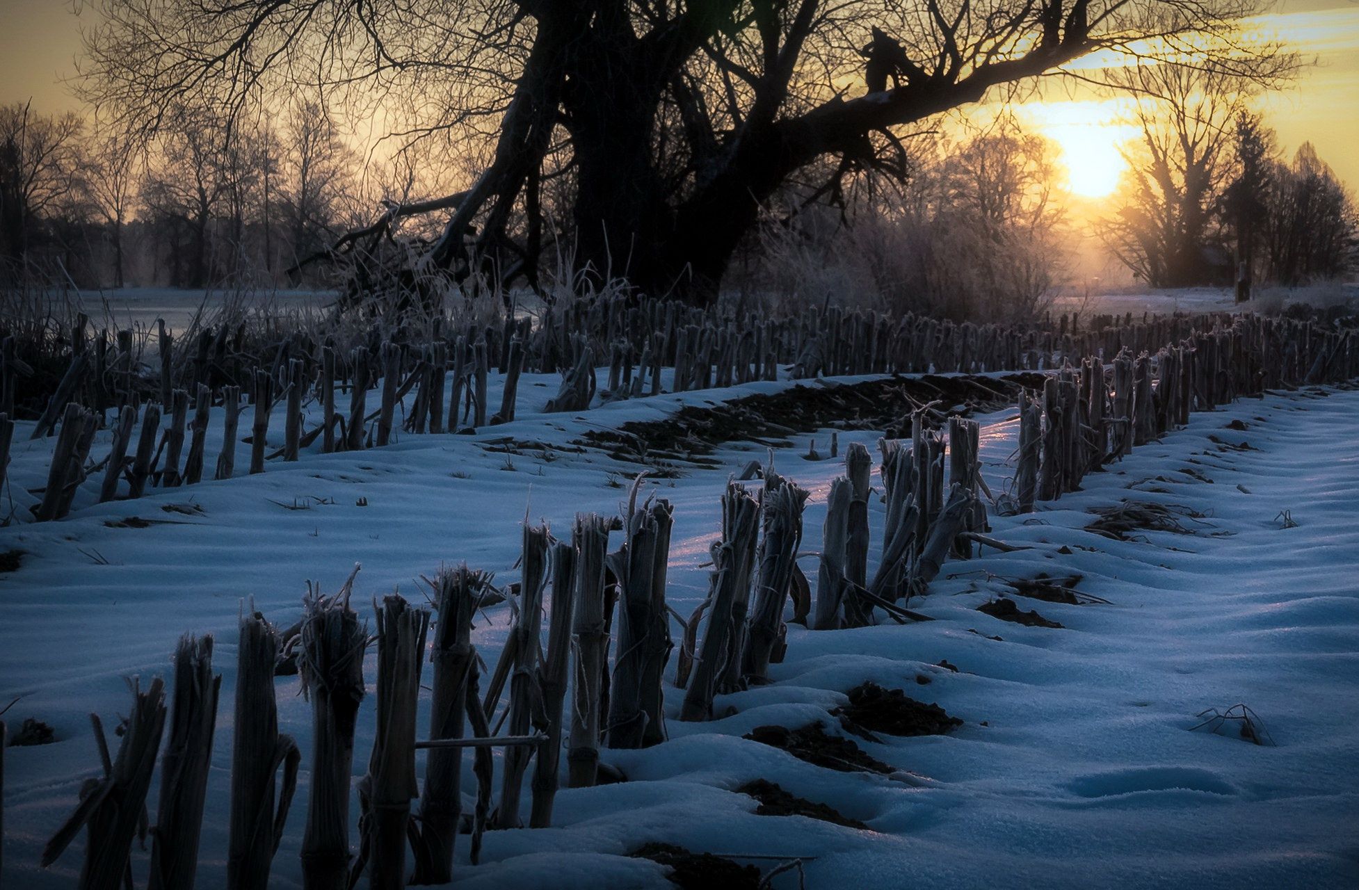 1954x1280 Wallpaper winter, light, garden for mobile and desktop, section природа, resolution 1954x1280