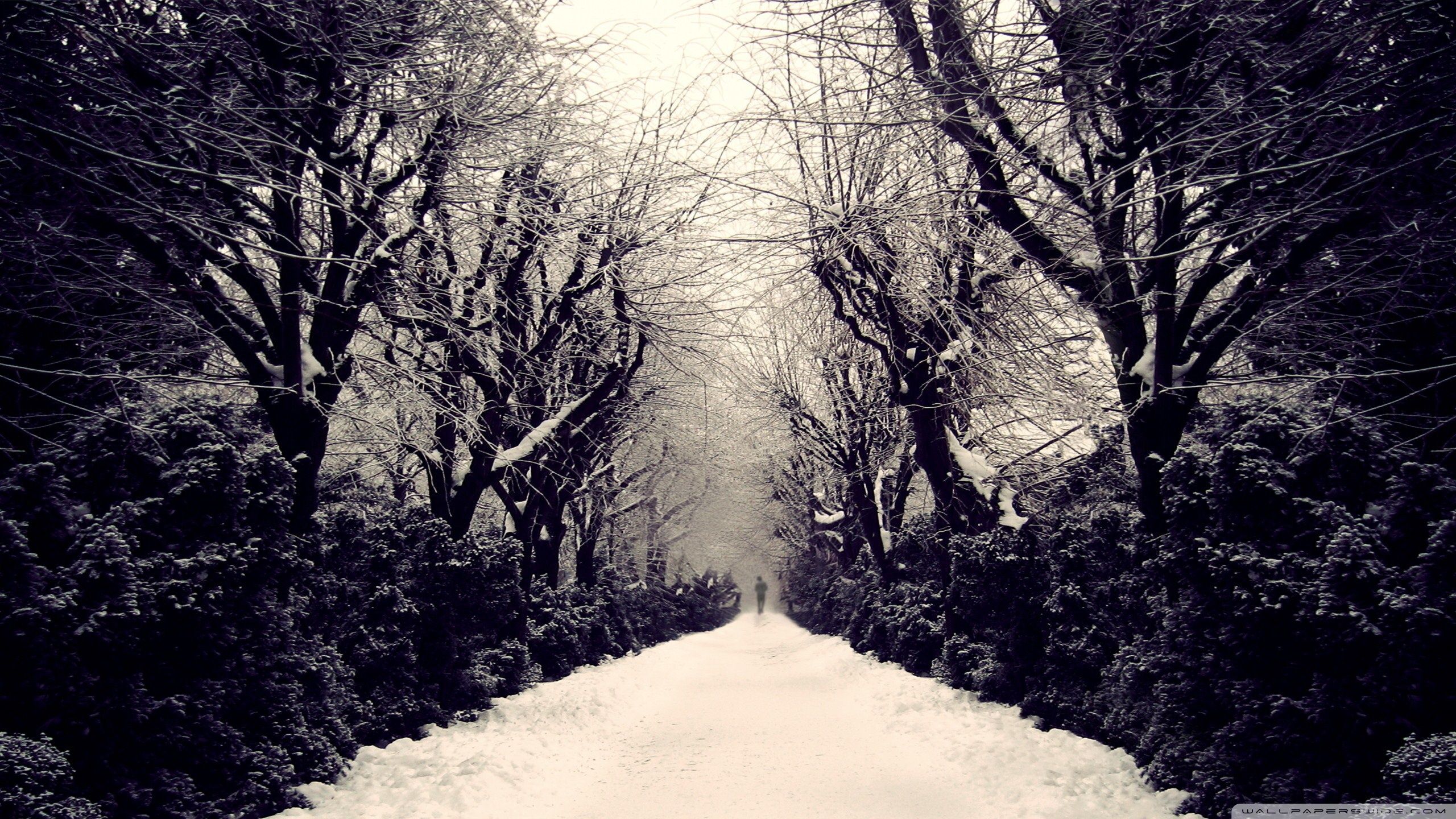 2560x1440 Park Alley, Winter 4K UHD Wallpaper for UltraHD Desktop and TV : Dual Monitor : Smartphone and Tablet Devices