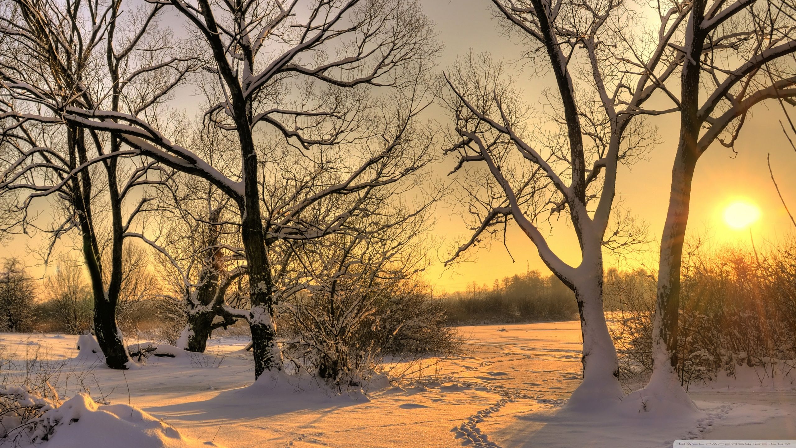 2560x1440 Footsteps In Snow 4K UHD Wallpaper for UltraHD Desktop and TV : Dual Monitor : Smartphone and Tablet Devices
