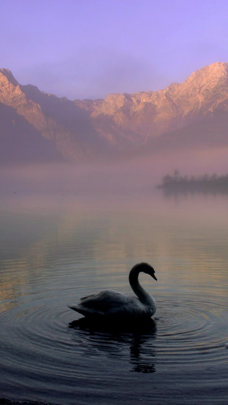 736x1308 Swan in Mountain Lake iPhone Mobile Wallpaper