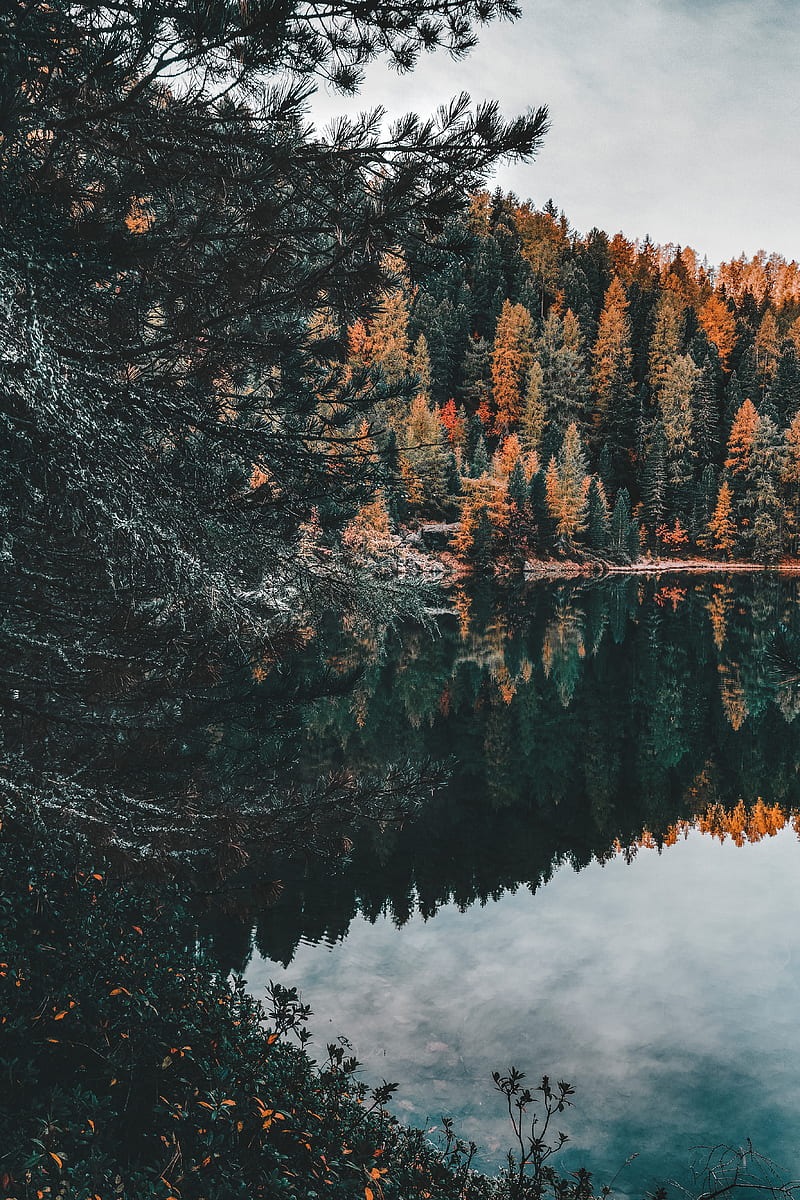 800x1200 Forest, lake, trees, water, reflection, HD phone wallpaper
