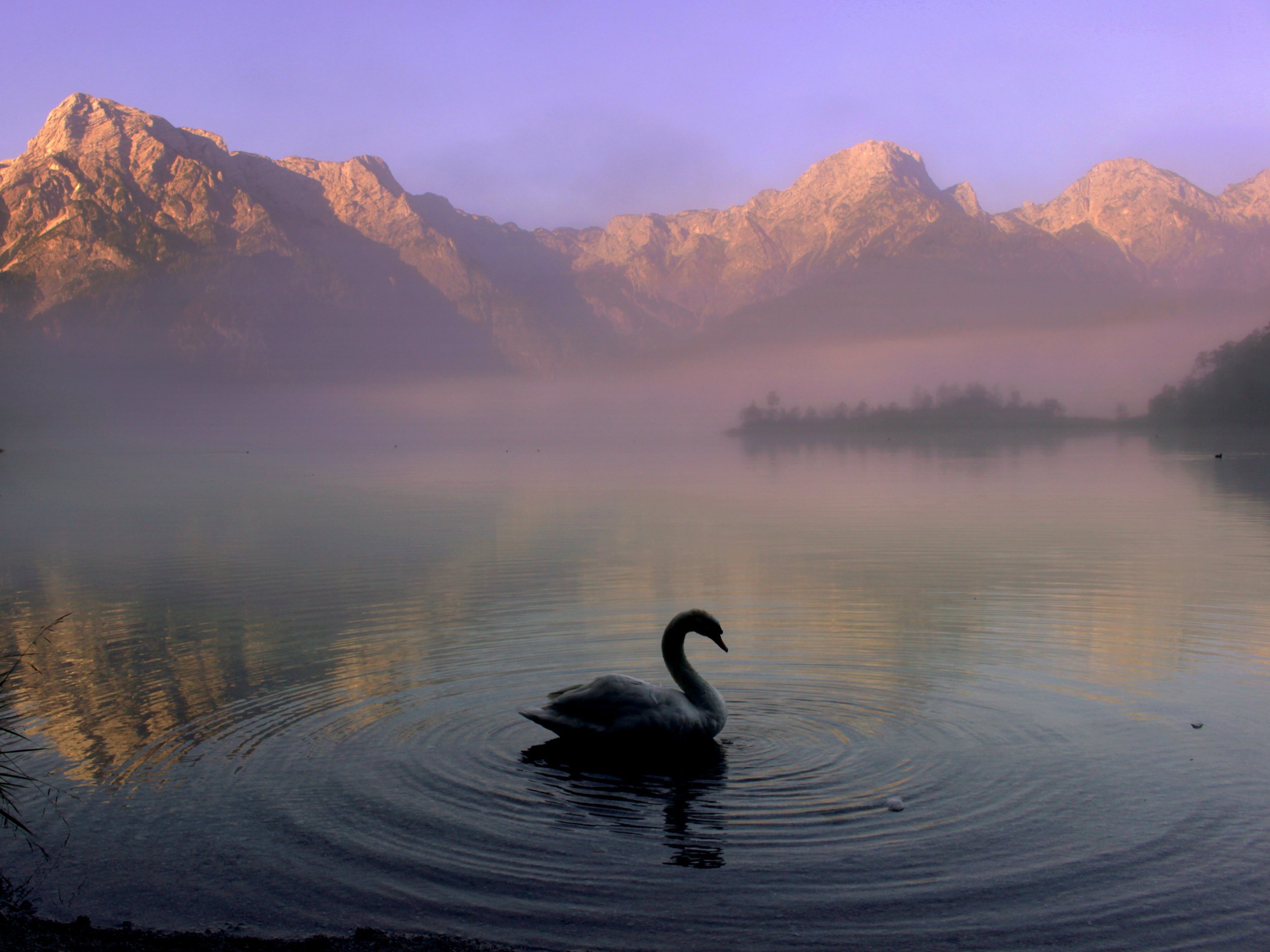 2732x2048 Swan in Mountain Lake Wallpaper, Android & Desktop Background