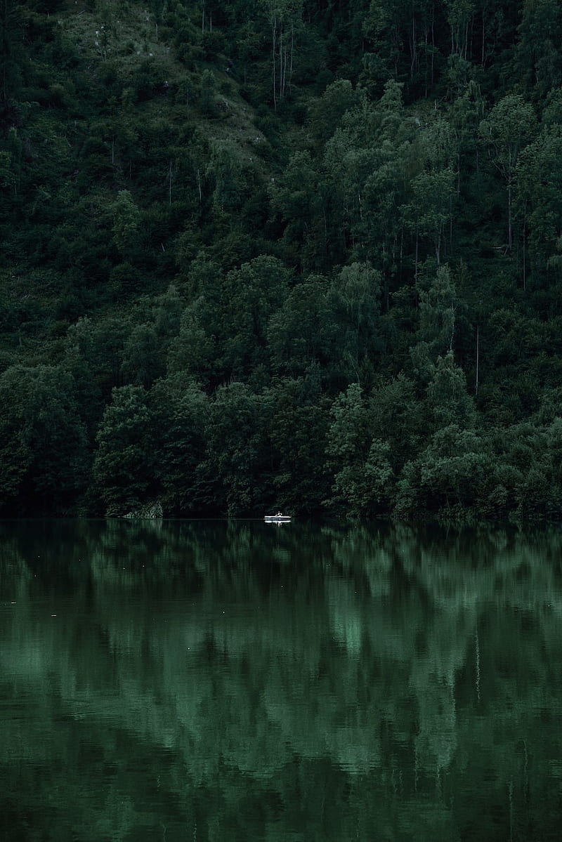 800x1199 Forest Lake, Dark Green Jungle, HD phone wallpaper