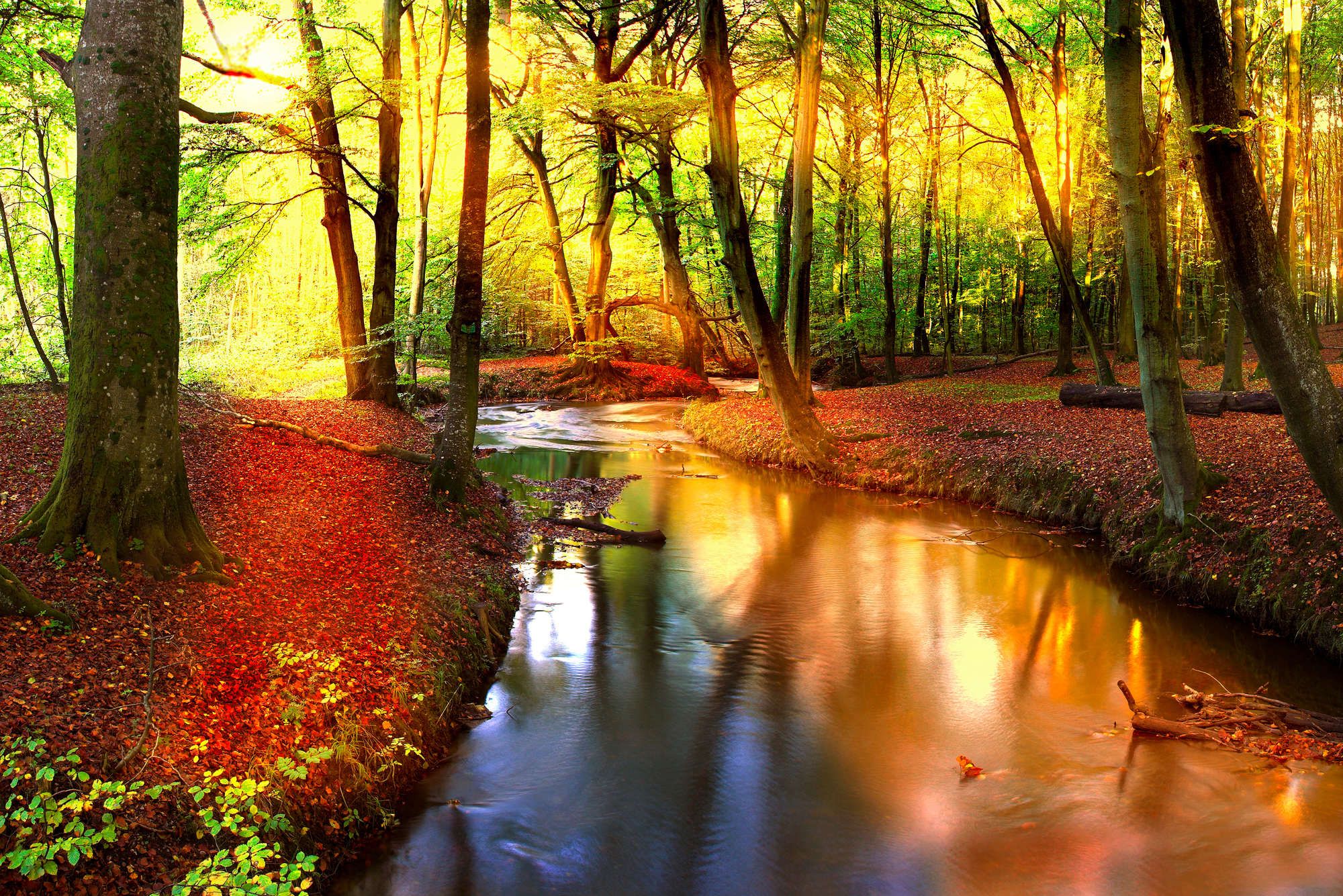 2000x1335 Nature Wallpaper River through Deciduous Forest. DD106964. A.S