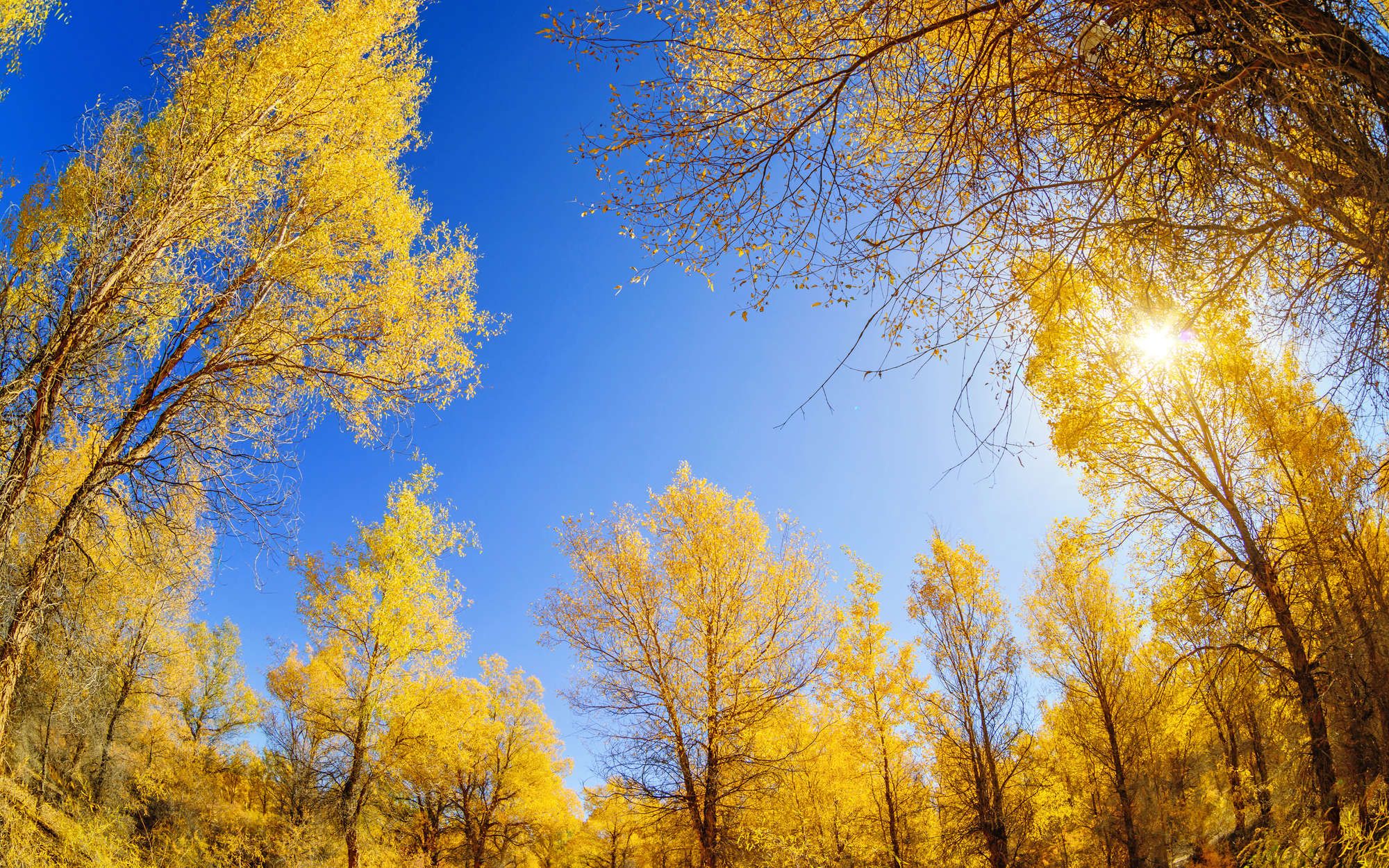 2000x1250 Nature Wallpaper Deciduous Forest. DD106180. A.S