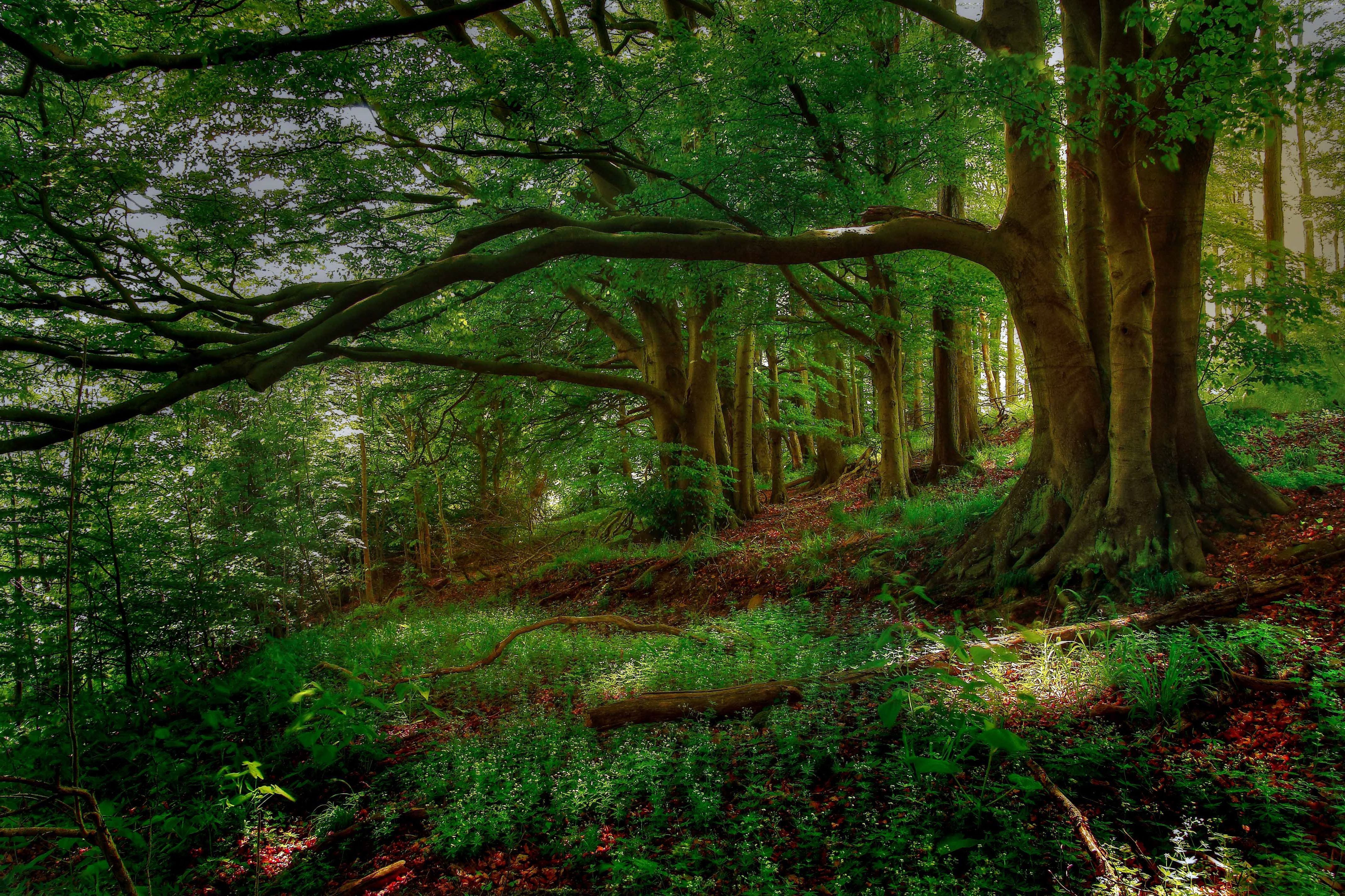 4270x2846 Deciduous Forest Wallpaper