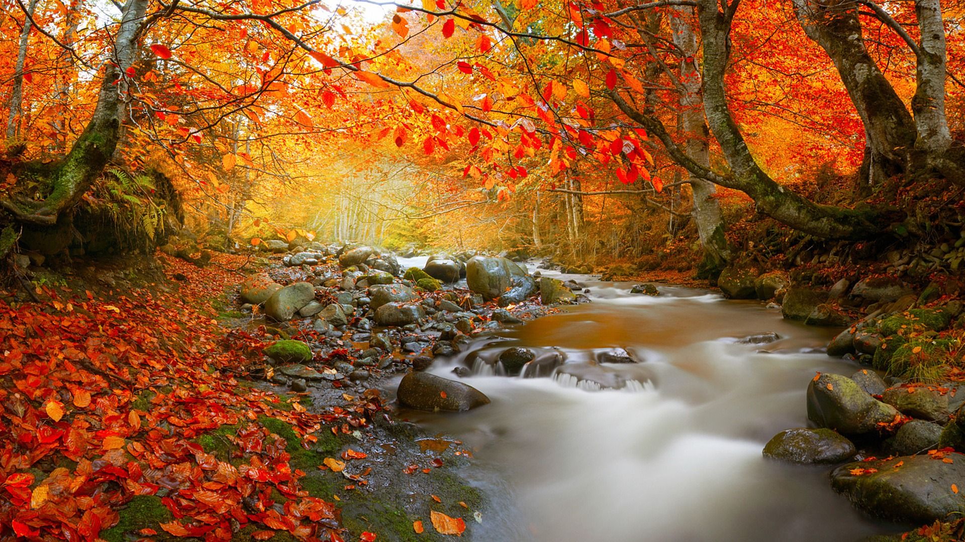 1920x1080 Stream In Autumn Deciduous Forest Nature High Quality Wallpaper
