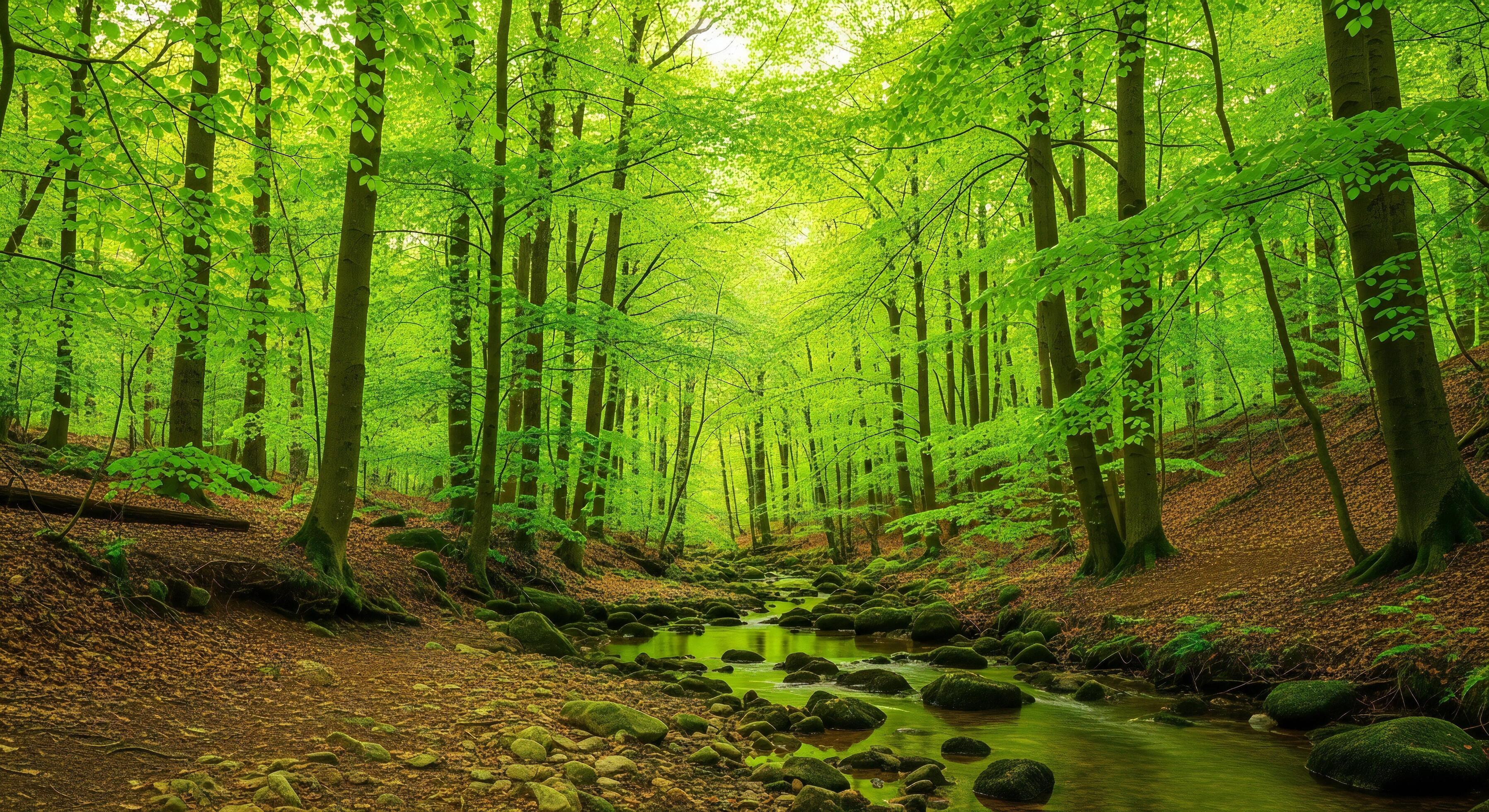 3593x1960 Nature background, Nature wallpaper, Lush green deciduous forest with a meandering stream flowing over moss covered rocks