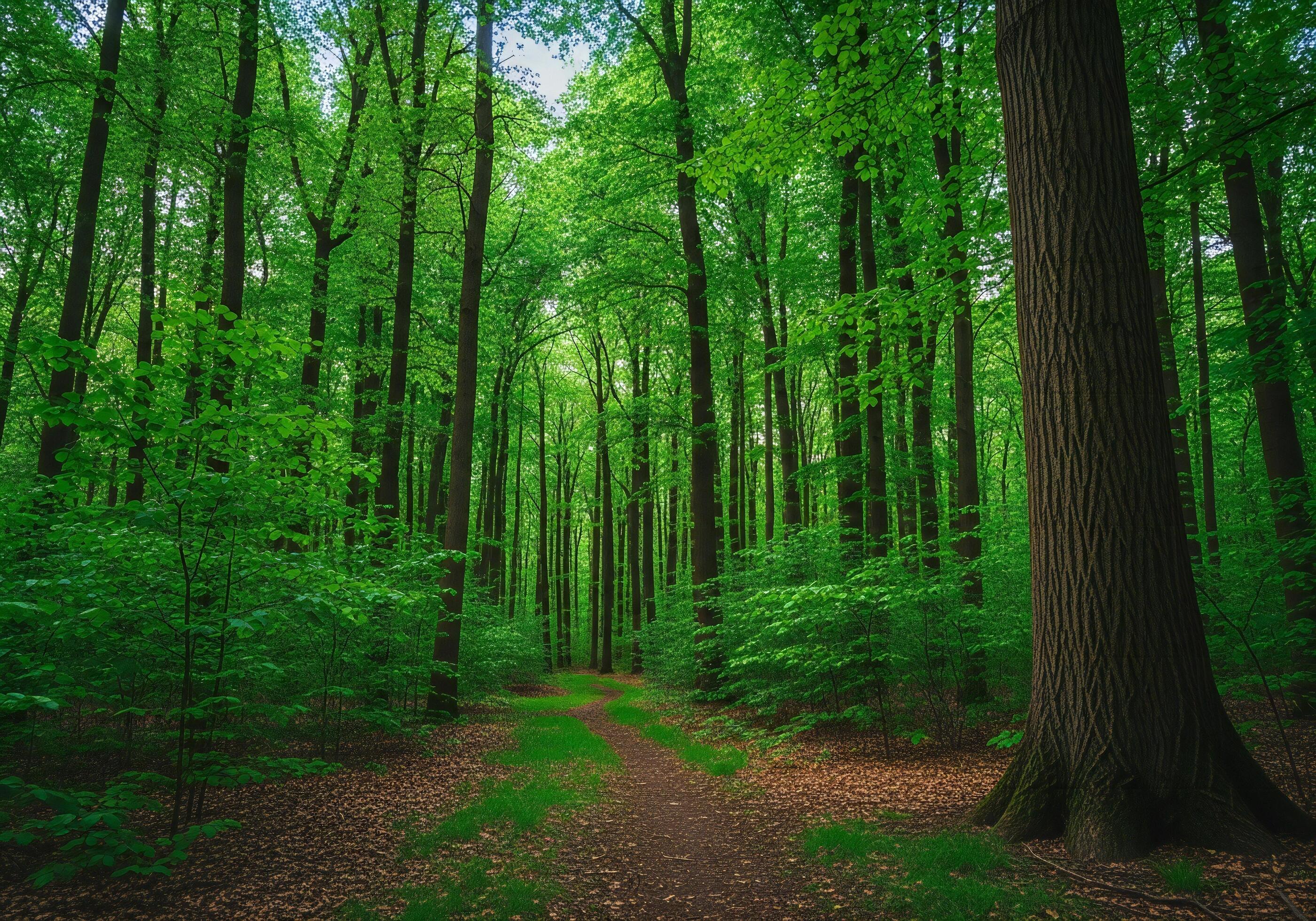 2800x1960 Nature background, Nature wallpaper, A winding path through a lush green deciduous forest on a bright day Nature background