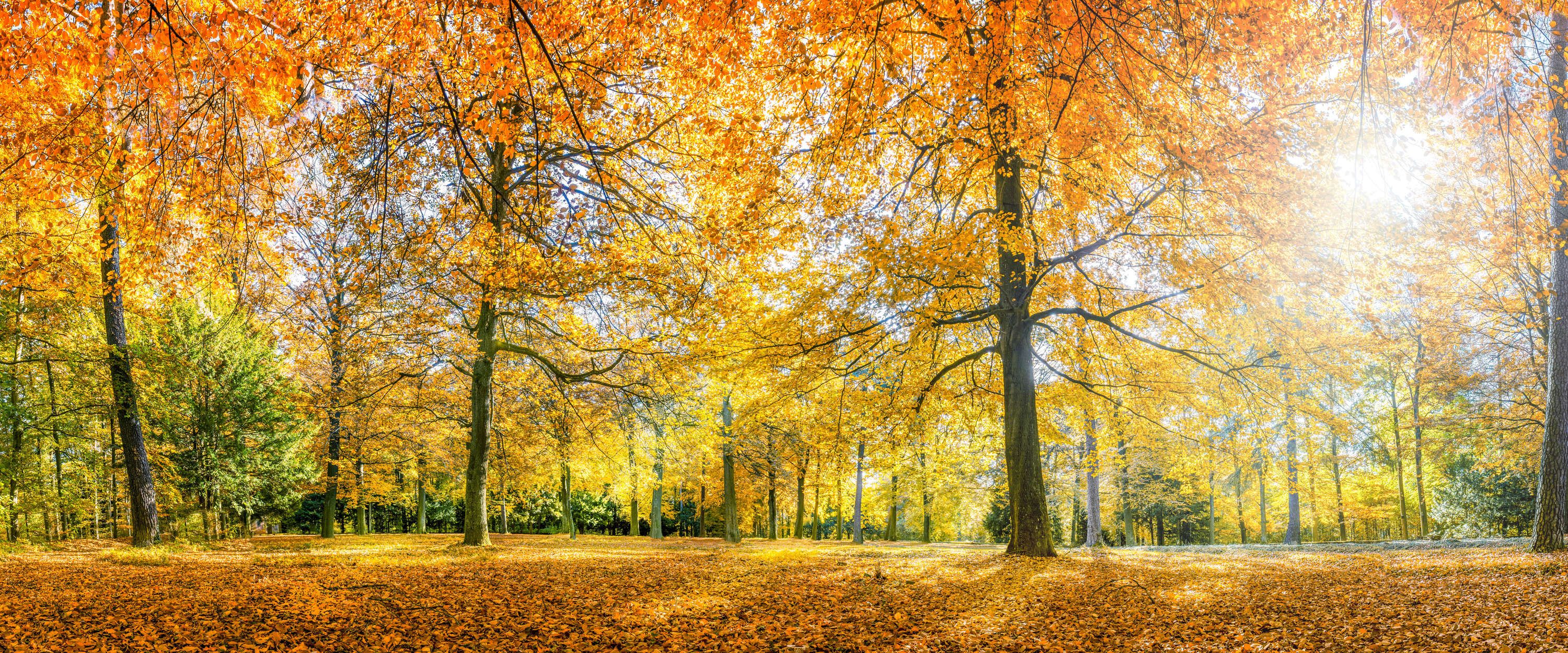 3000x1250 Photo wallpaper Forest deciduous trees online. A.S