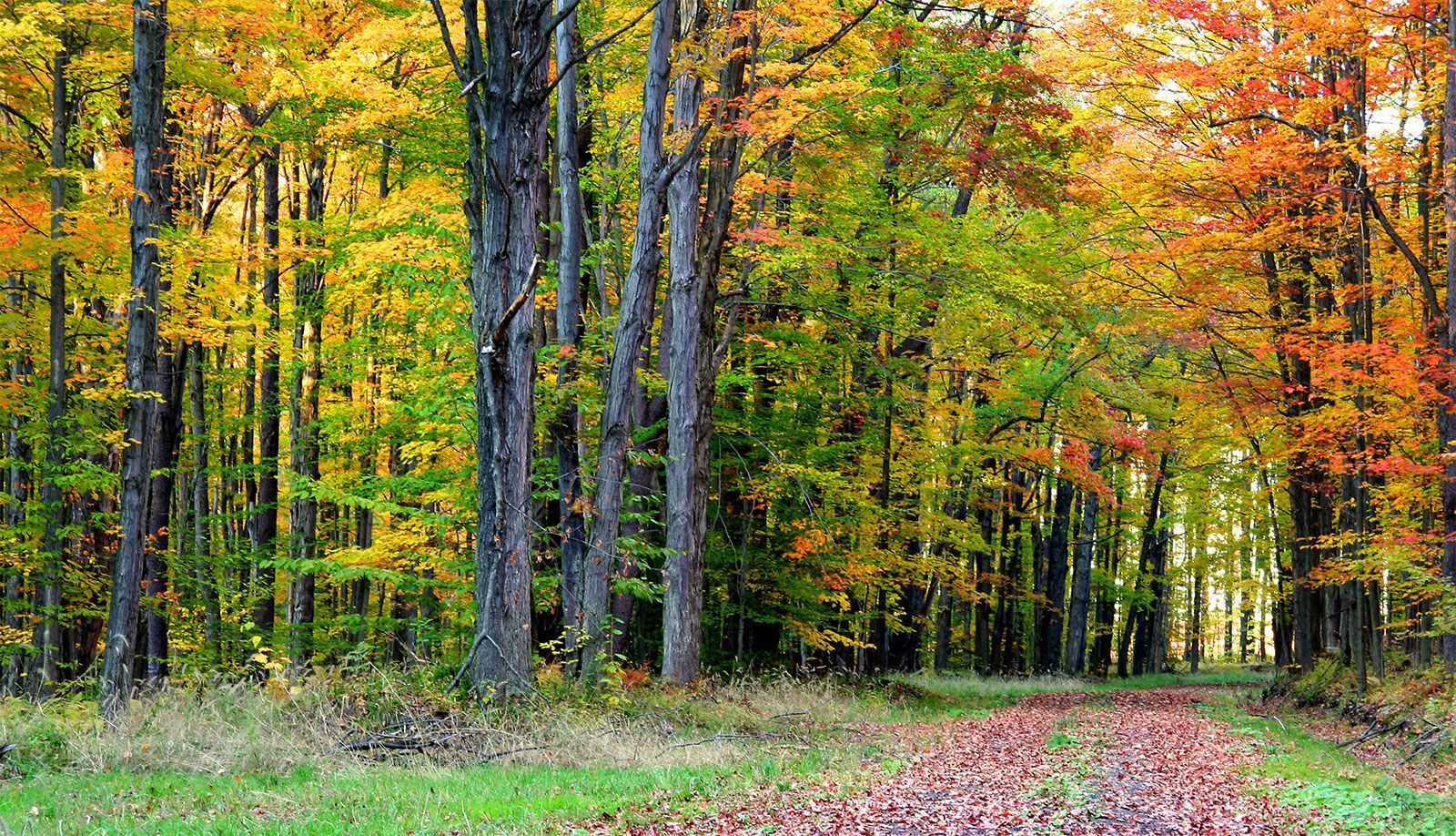 1600x918 Deciduous forest. Definition, Climate, & Characteristics
