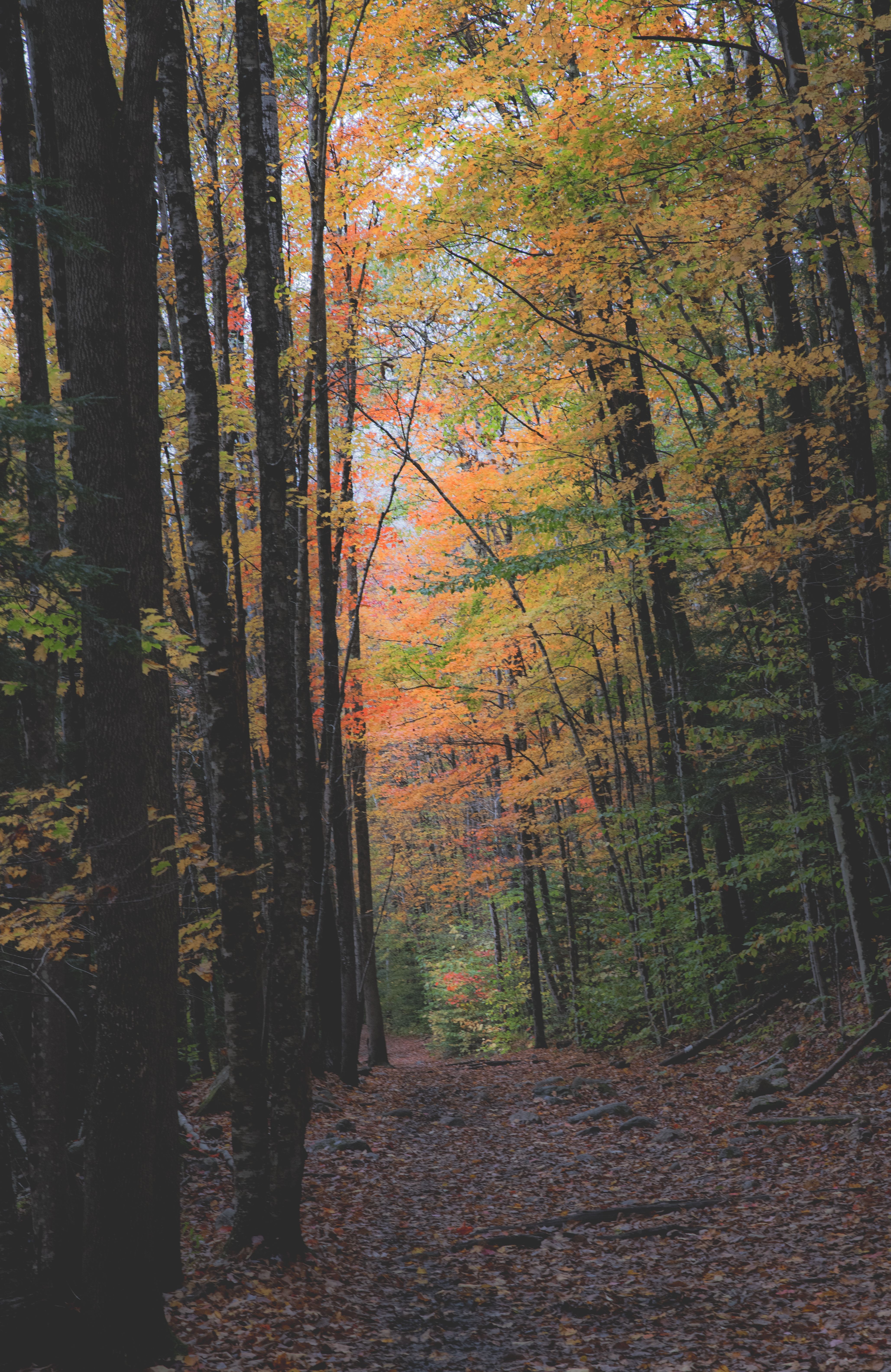 4114x6336 Deciduous Forest in Autumn · Free
