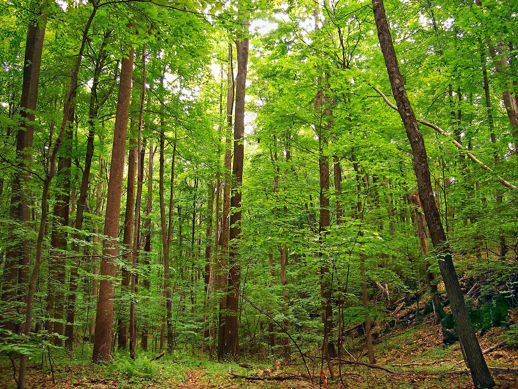 1024x768 Lofty. Second Growth Deciduous Forest, Johnsonburg Swamp Pr