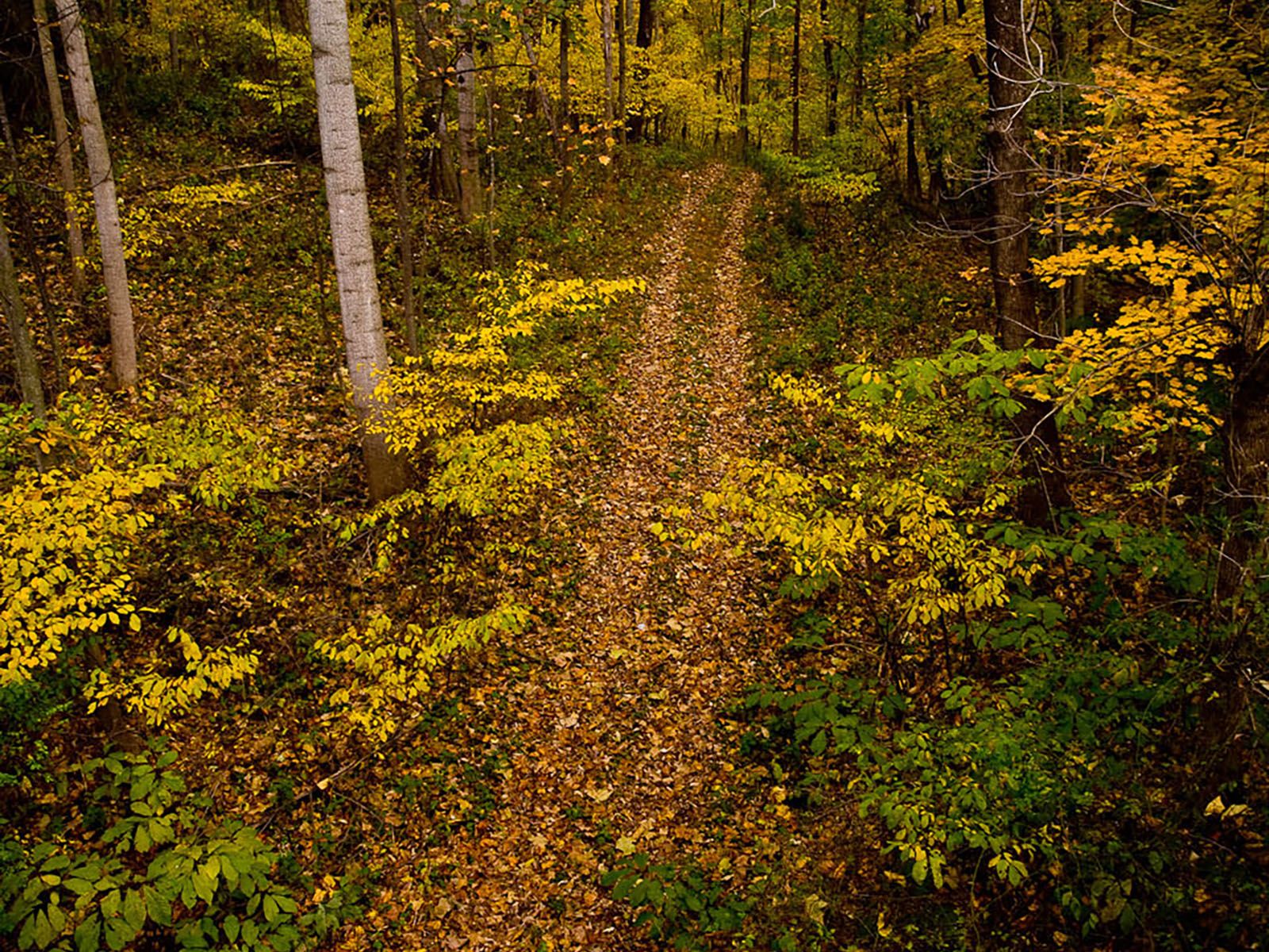 1600x1200 Eastern Deciduous Forest (U.S. National Park Service)