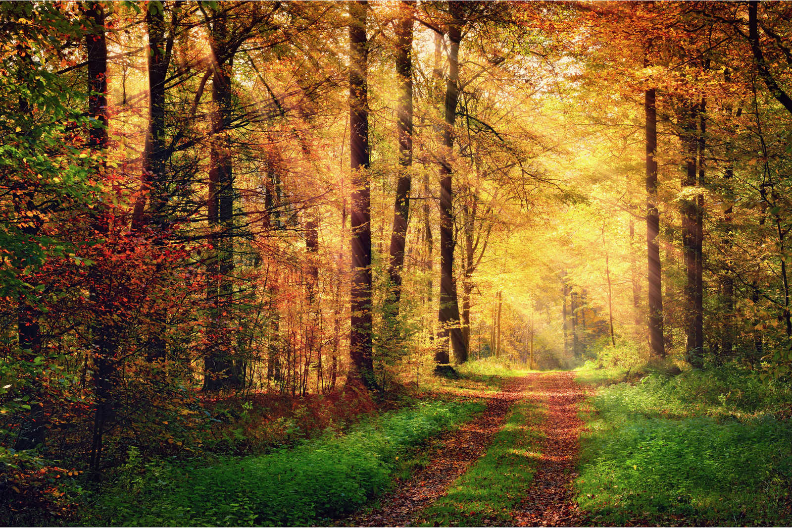 1600x1066 Autumn Morning Canvas Painting Deciduous Forest buy online. A.S