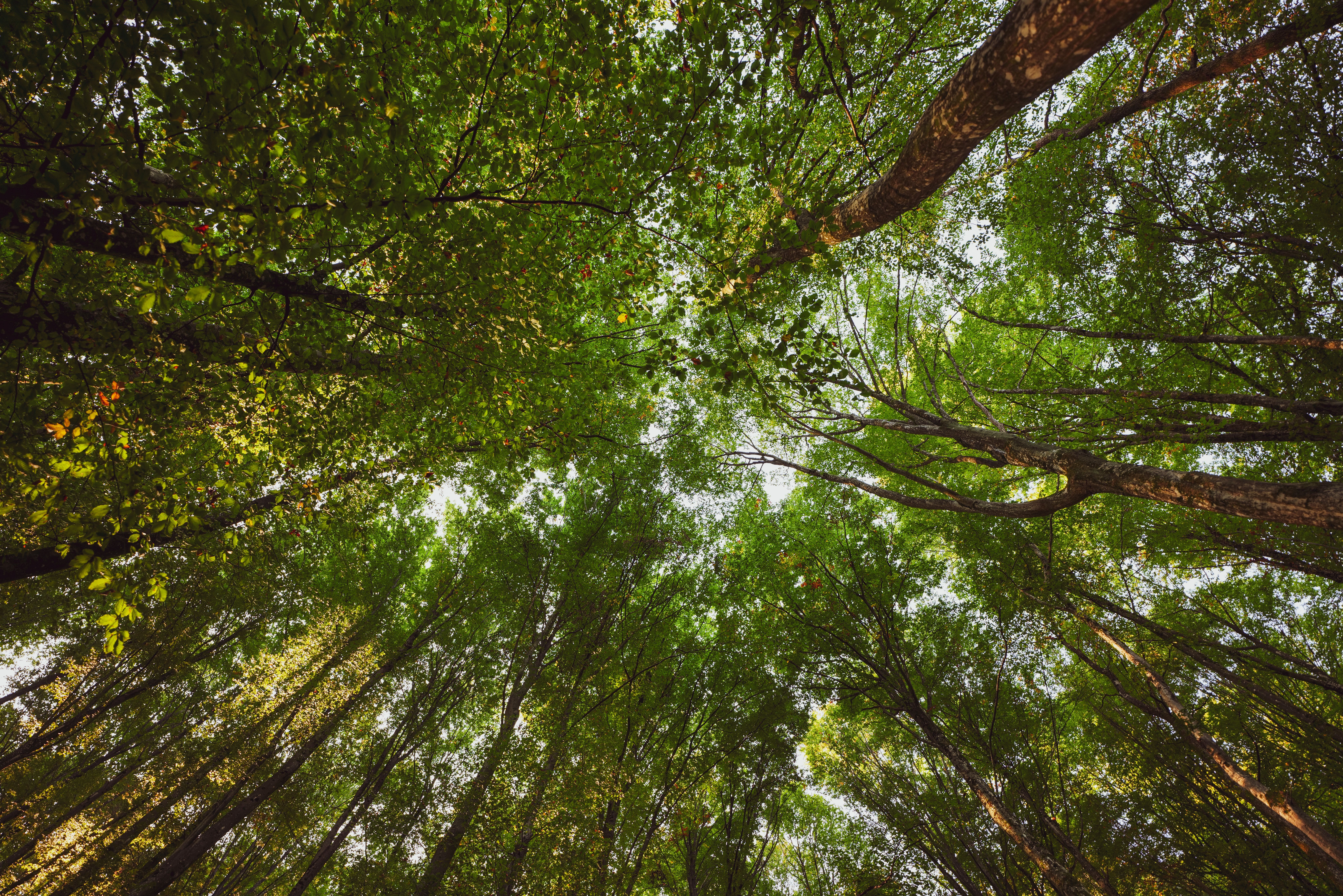 8368x5584 Deciduous Forest in Summer · Free