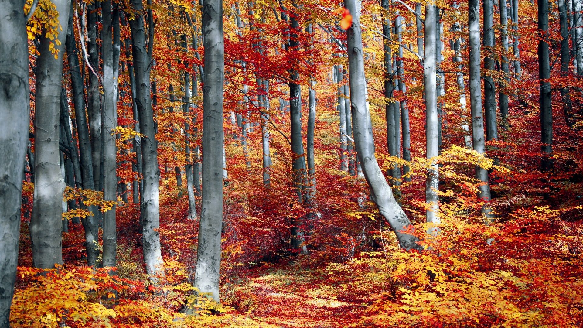1920x1080 Autumn Forest Wallpaper 4K, Woods, Trees, Fall, Seasons