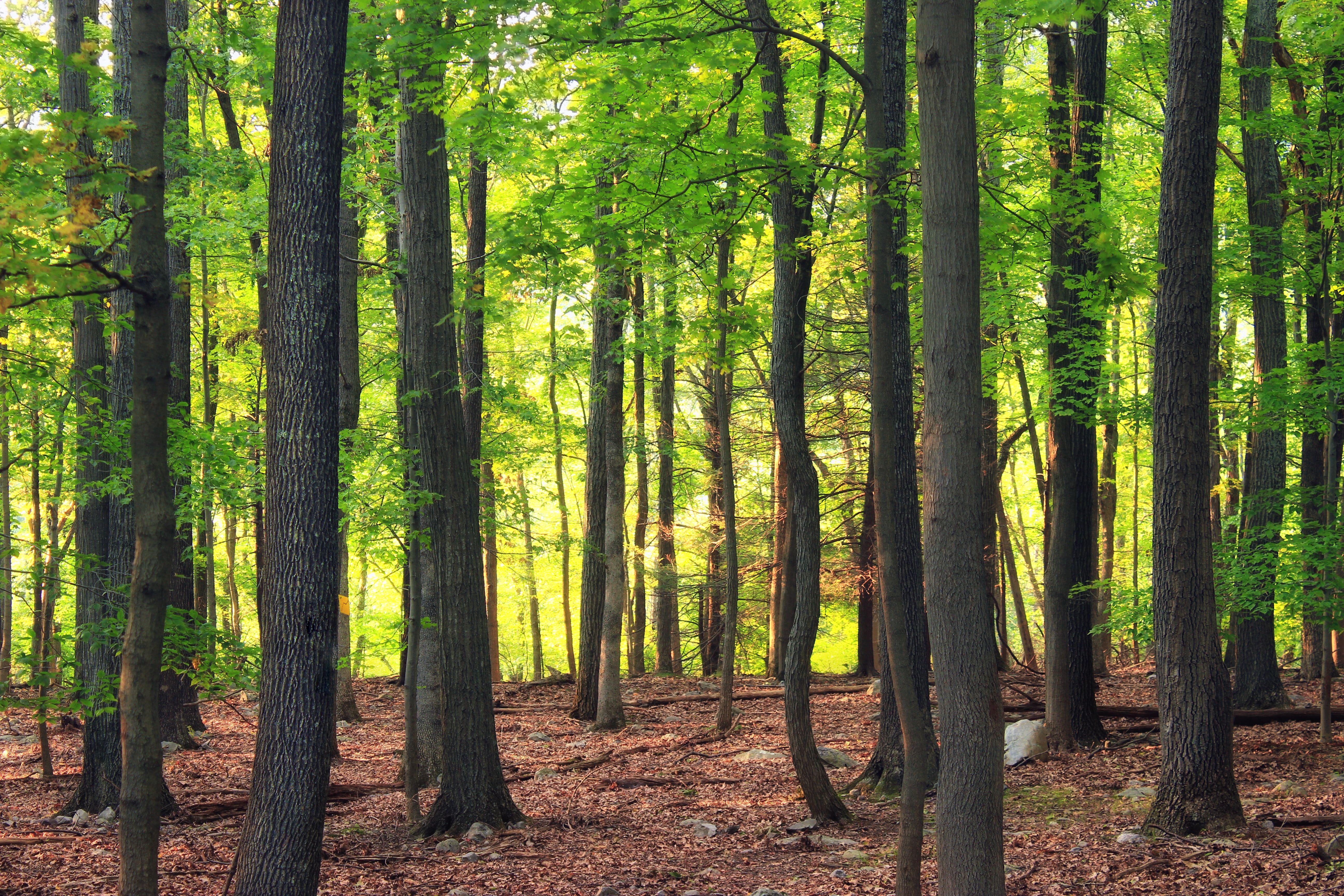 5184x3456 Temperate Forest Wallpaper