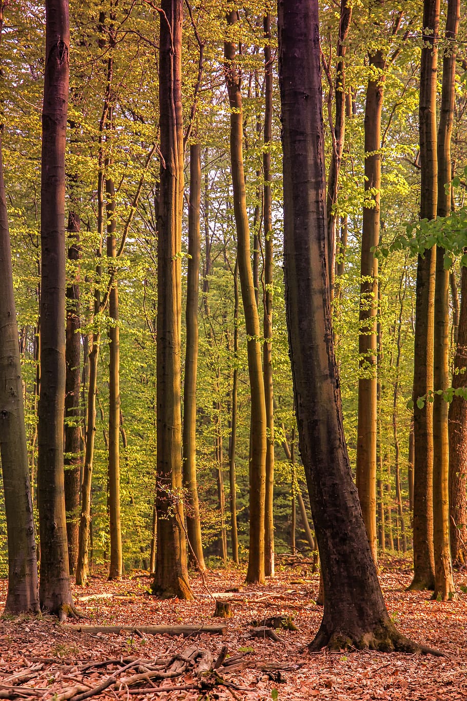 910x1365 HD wallpaper: wood, nature, landscape, forest, deciduous forest, spring, plant
