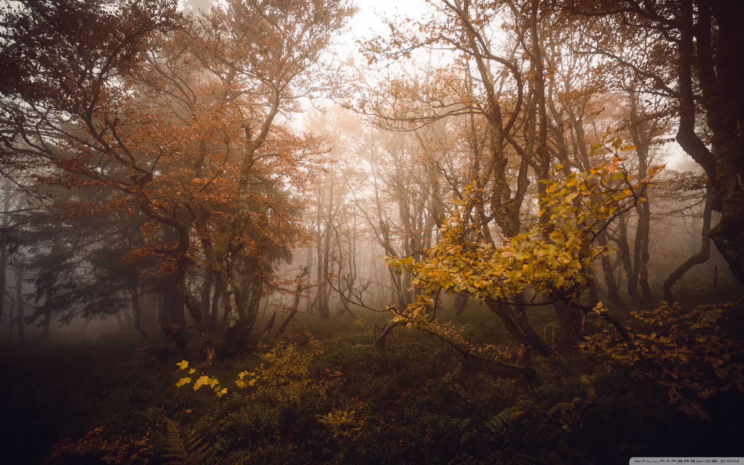 2560x1600 Autumn Deciduous Forest 4K UHD Wallpaper for UltraHD Desktop and TV : Widescreen and UltraWide Display : Dual Monitor : Smartphone and Tablet Devices