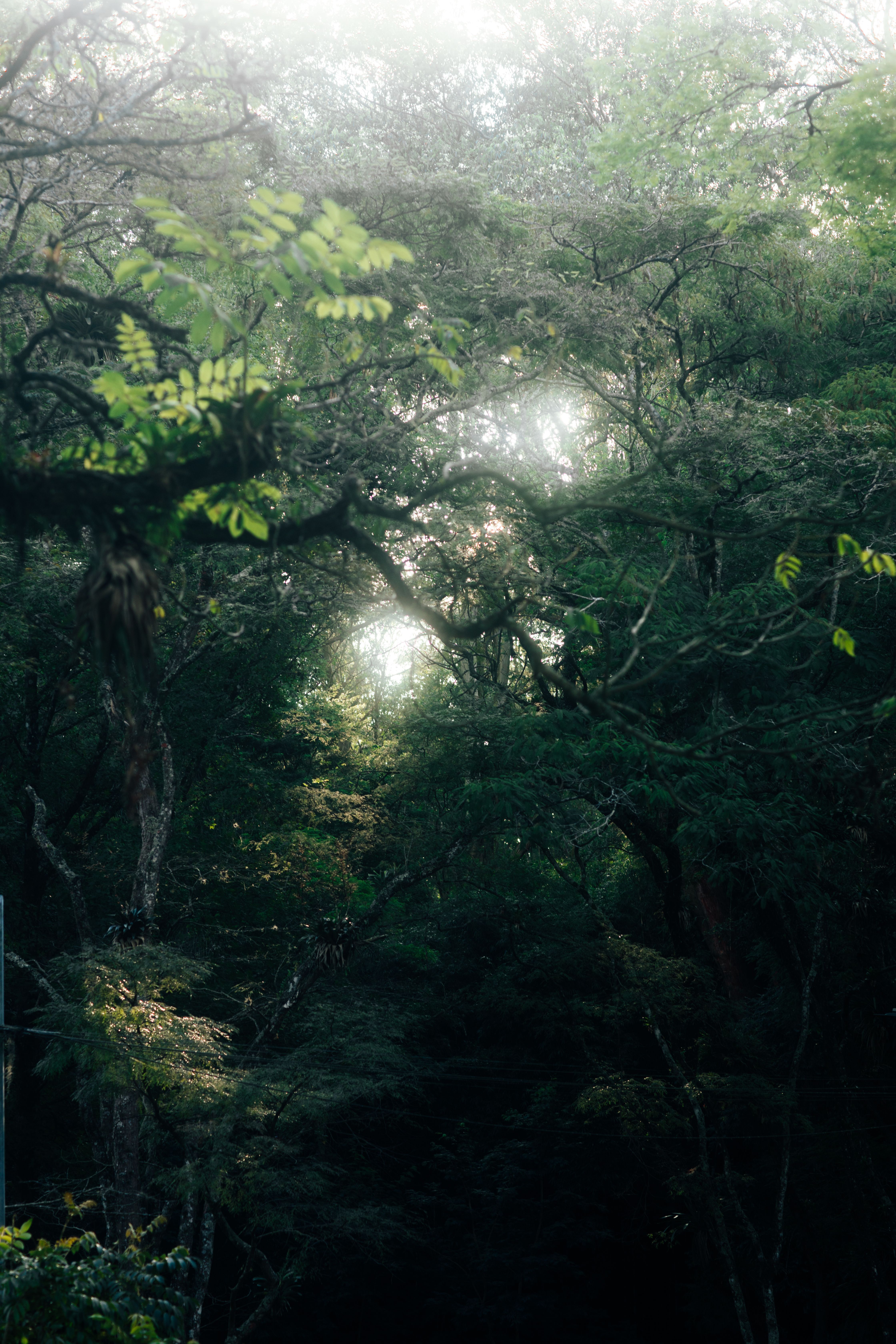 4480x6720 Fantasy Deciduous Forest · Free