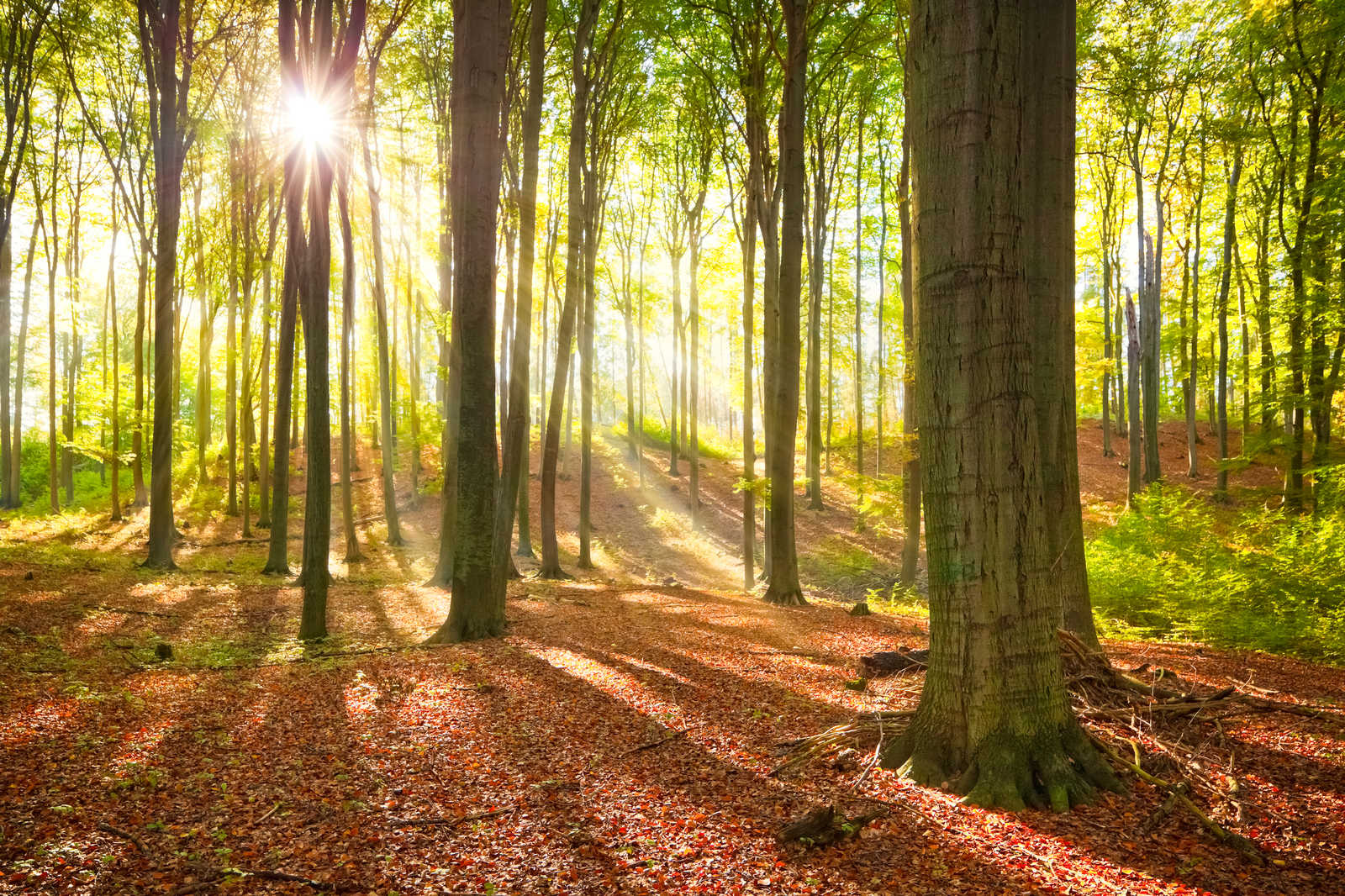 1600x1066 Canvas painting Nature Deciduous Forest of Light online. A.S