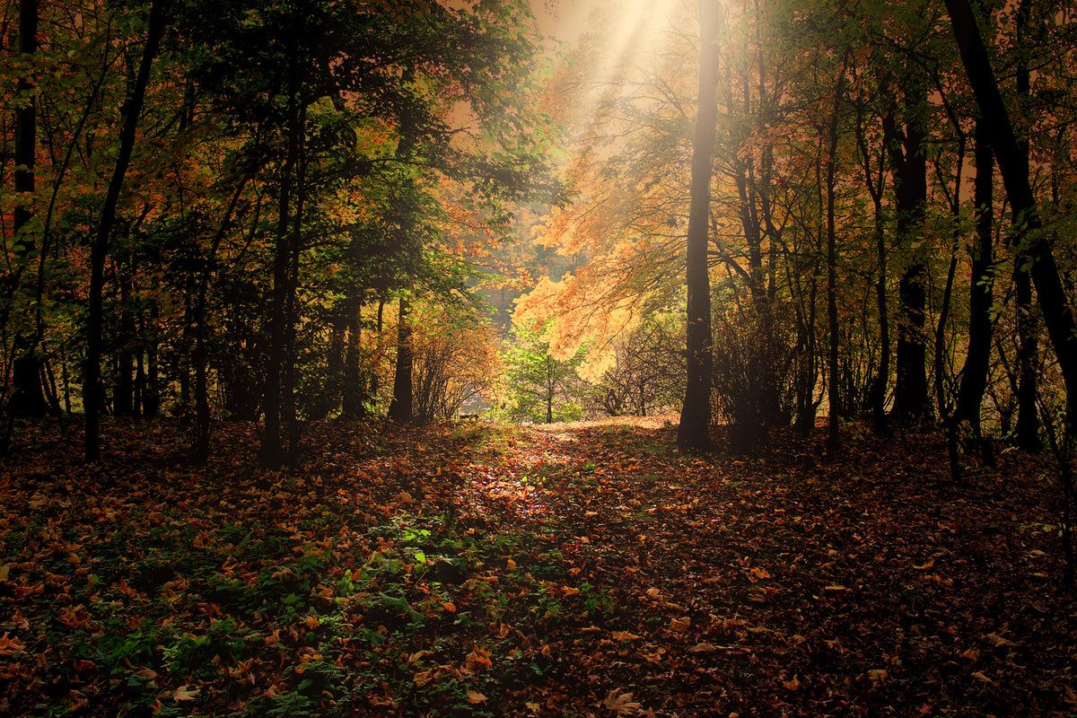 1200x800 Photo Wallpaper The deciduous forest. Shop now!
