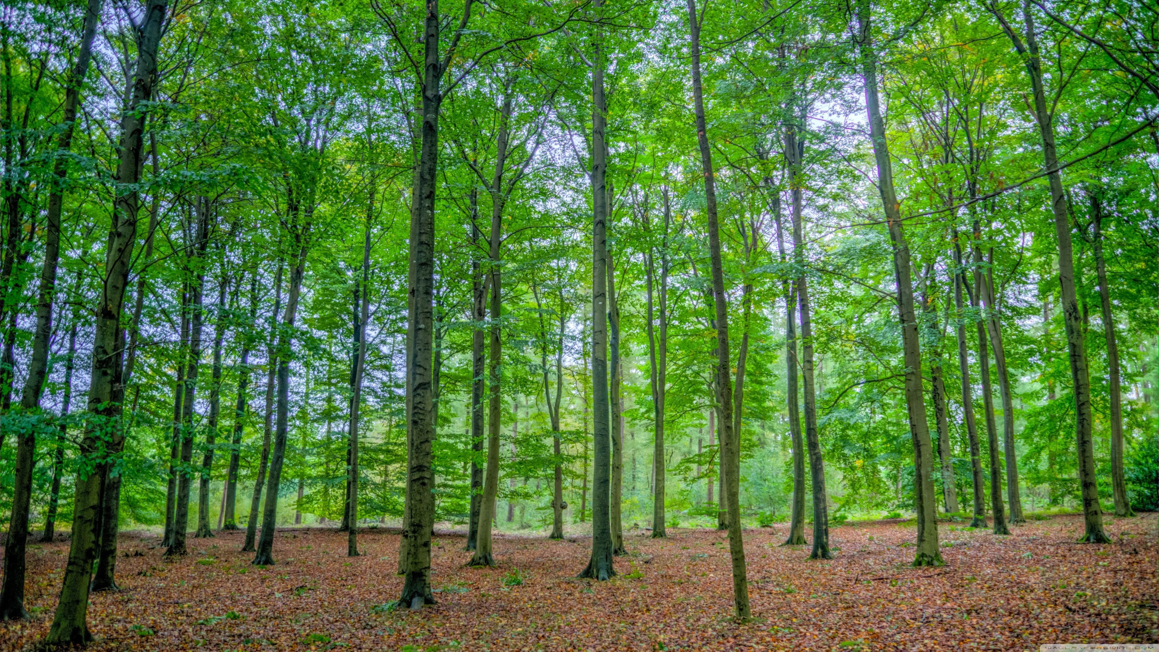 3840x2160 Green Deciduous Forest 4K UHD Wallpaper for UltraHD Desktop and TV : Widescreen and UltraWide Display : Dual Monitor : Smartphone and Tablet Devices
