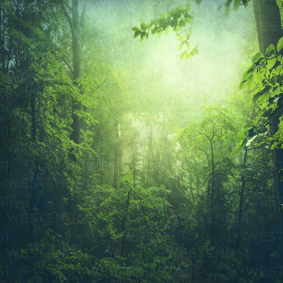 1106x1106 Deciduous Forest In Summer, Early Morning Haze