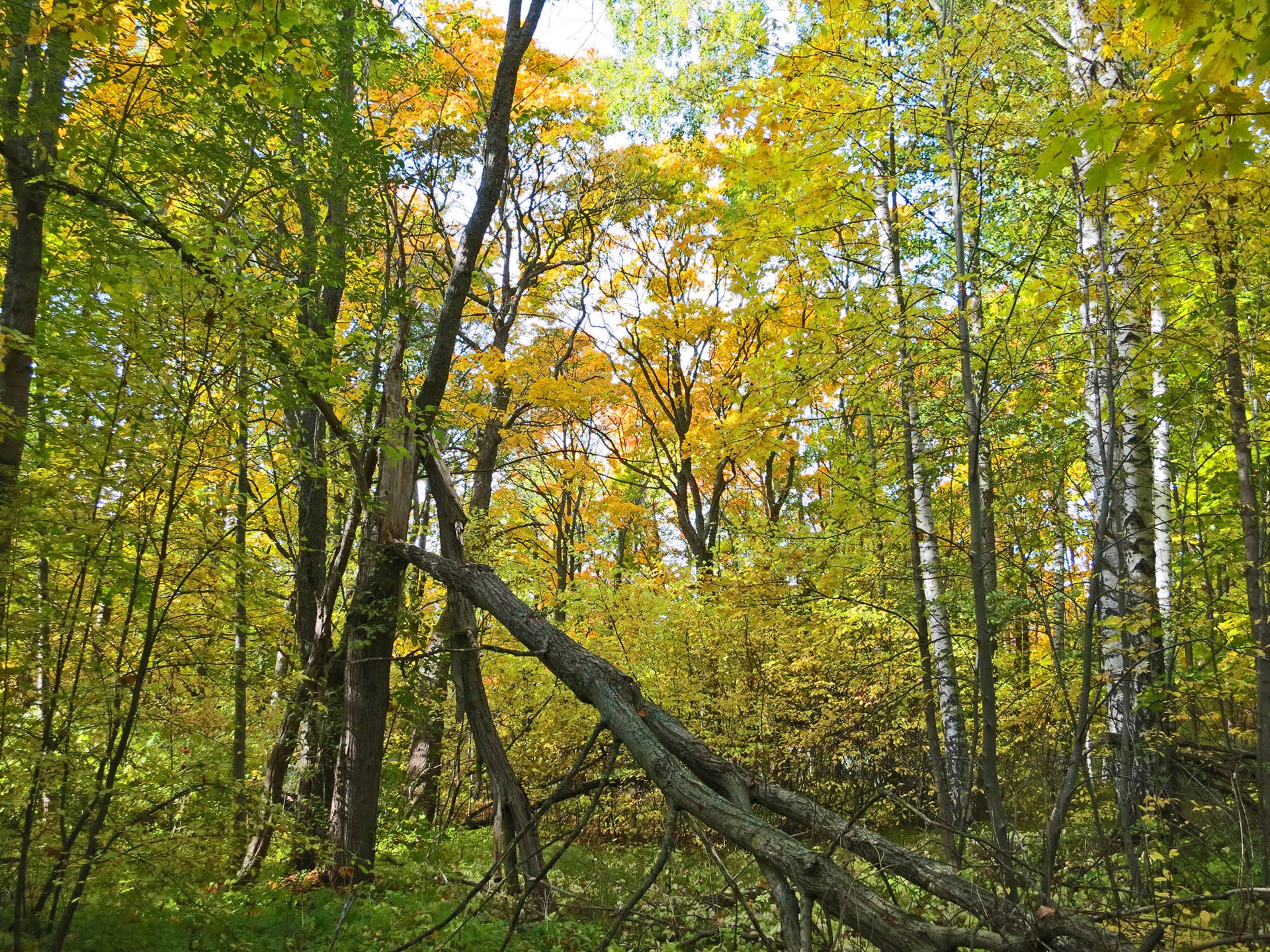 1920x1440 Group: Deciduous temperate forests Ecosystem Typology