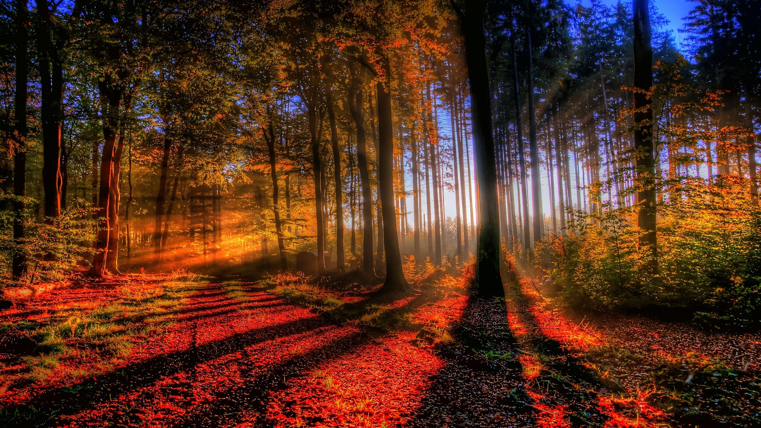 2560x1440 Wallpaper Brown Trees on Forest During Daytime, Background Free Image