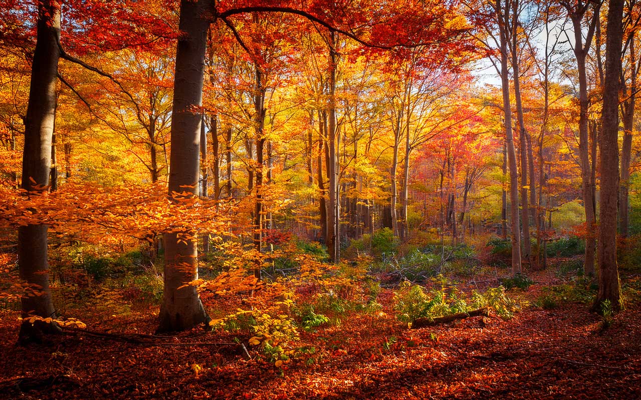 1280x800 Free Forest Background Image