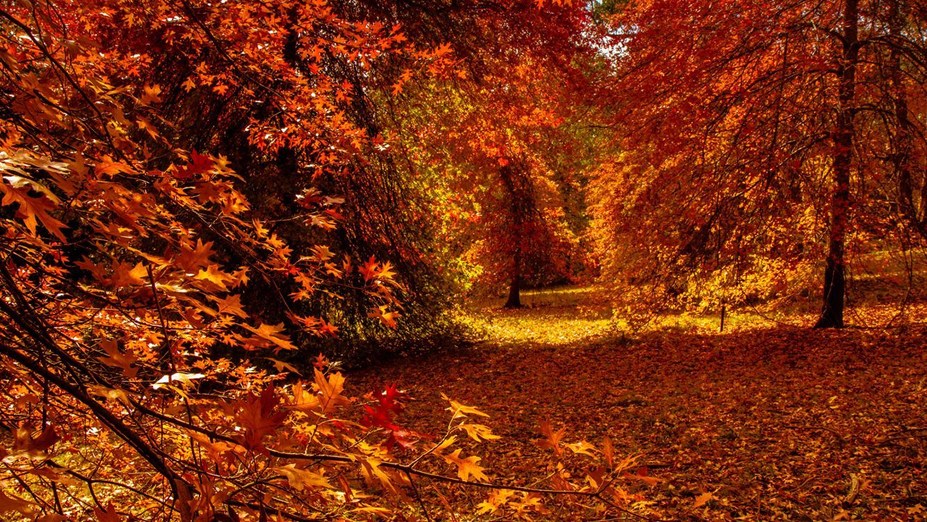1333x750 Wallpaper Brown Leaves on Ground Surrounded by Trees, Background Free Image