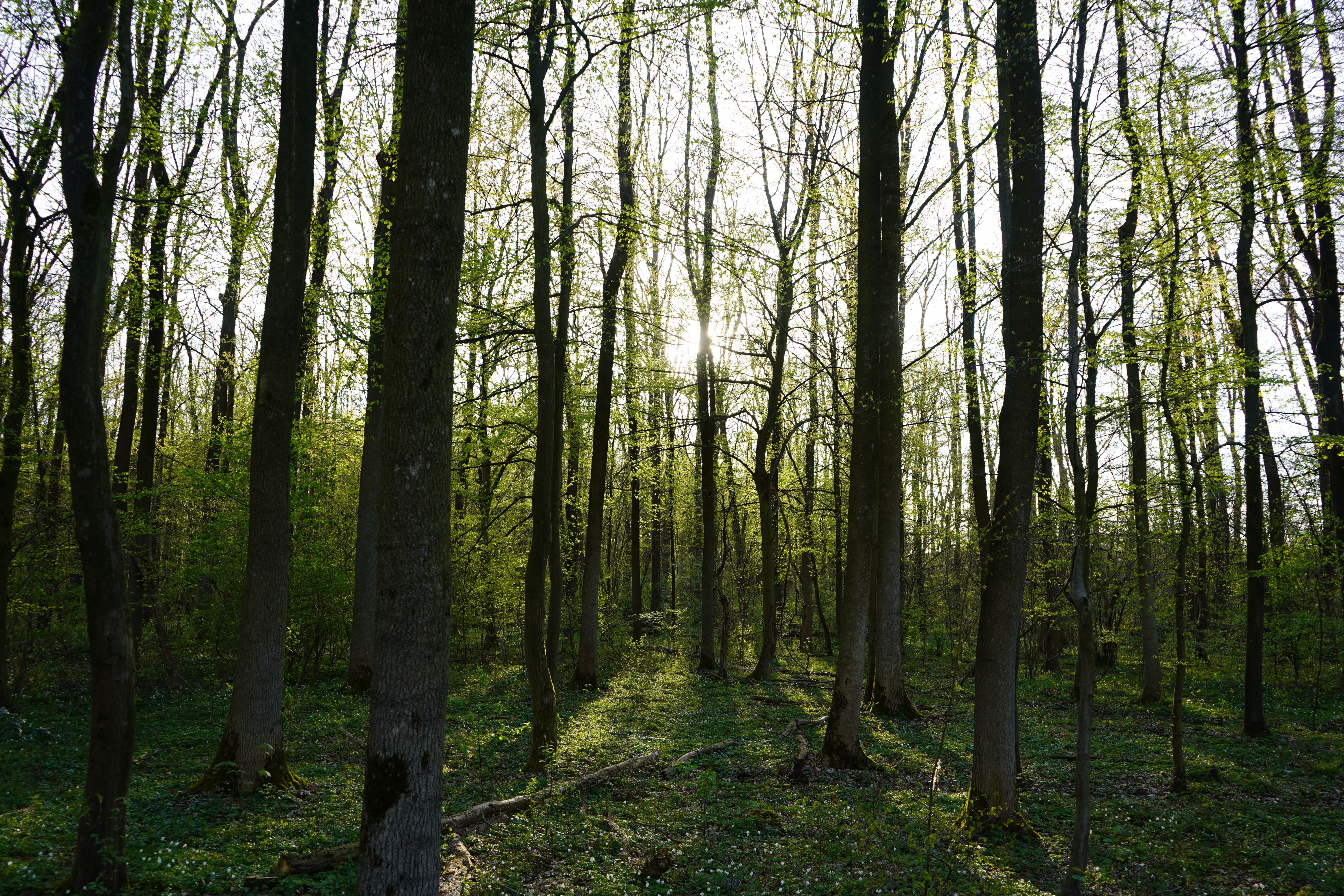 6000x4000 Deciduous Trees in Park · Free