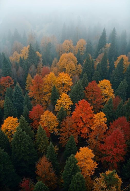 506x740 Deciduous Forest Photo Free High Quality Picture