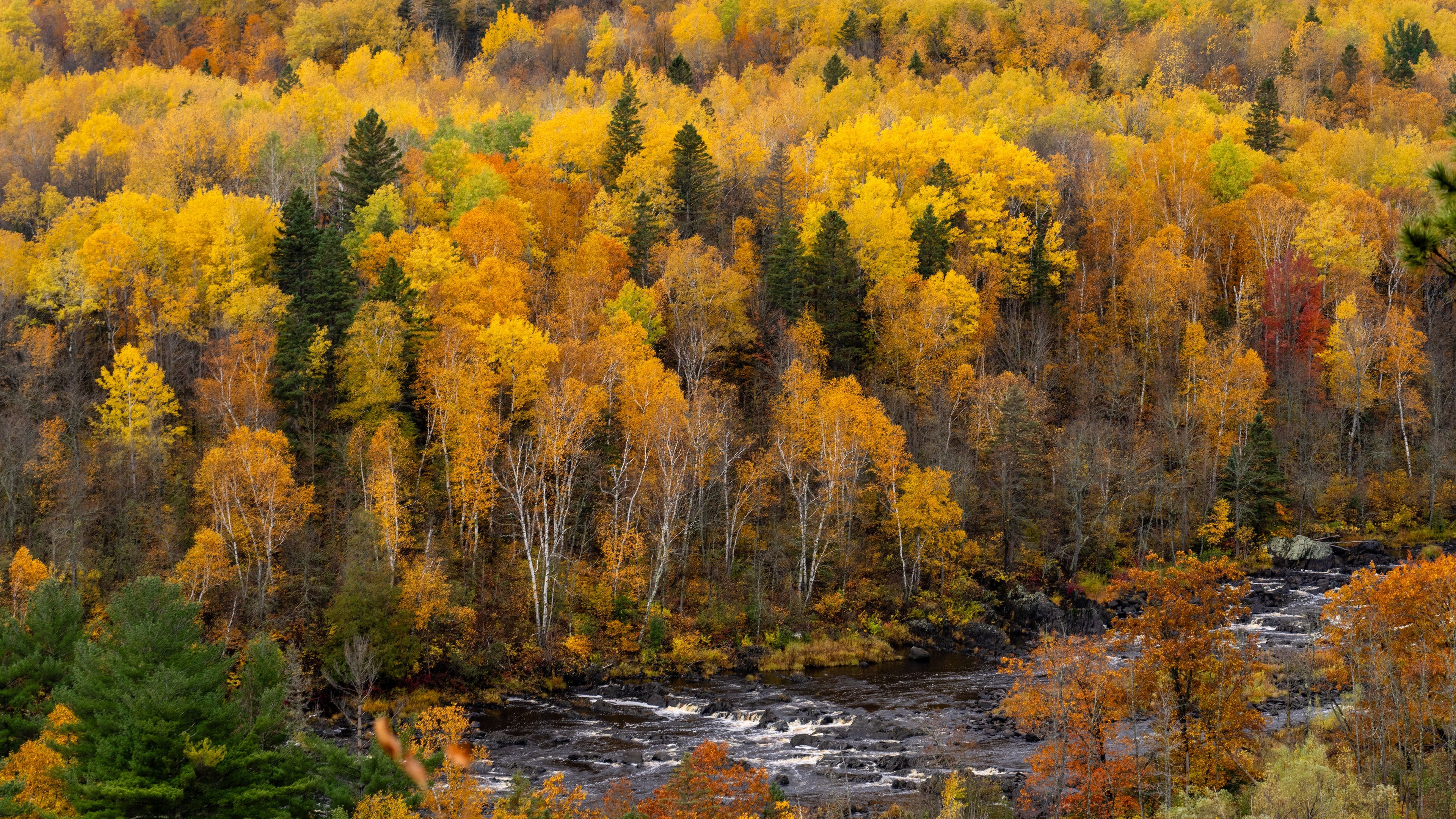 3840x2160 Download wallpaper 3840x2160 forest, trees, river, autumn, nature, landscape 4k uhd 16:9 HD background