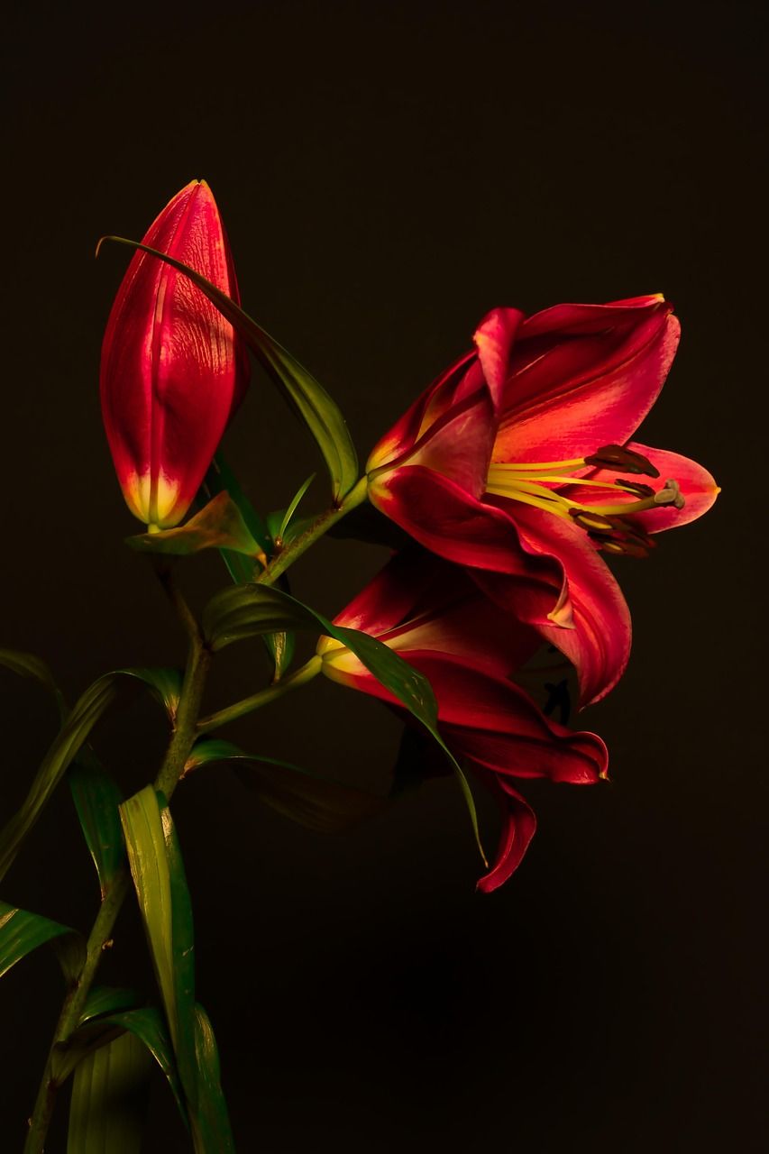 853x1280 Lilies Red Flowers