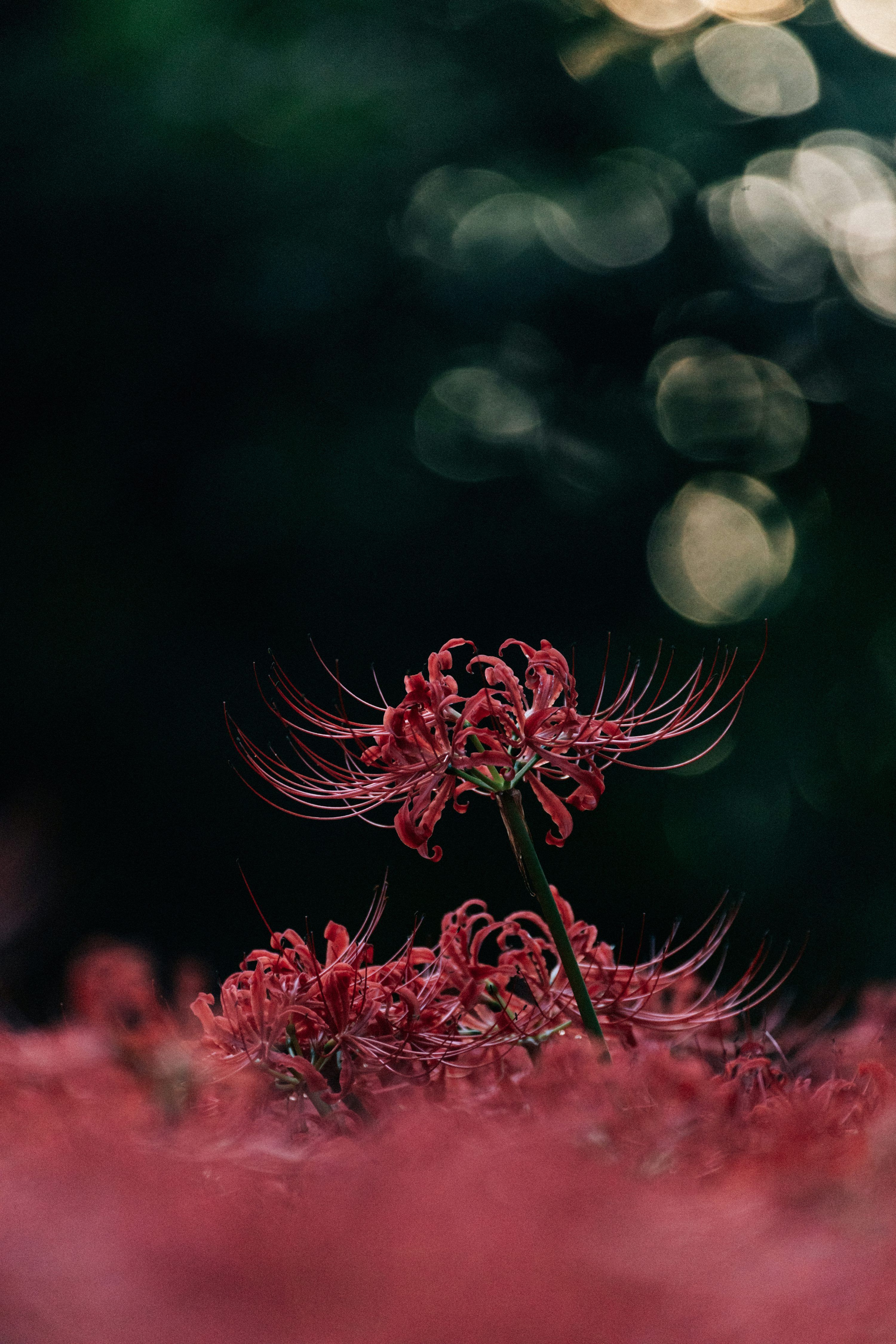 3000x4499 Red Spider Lilies Bloom In A Dark, Bokeh Filled Garden. Photo